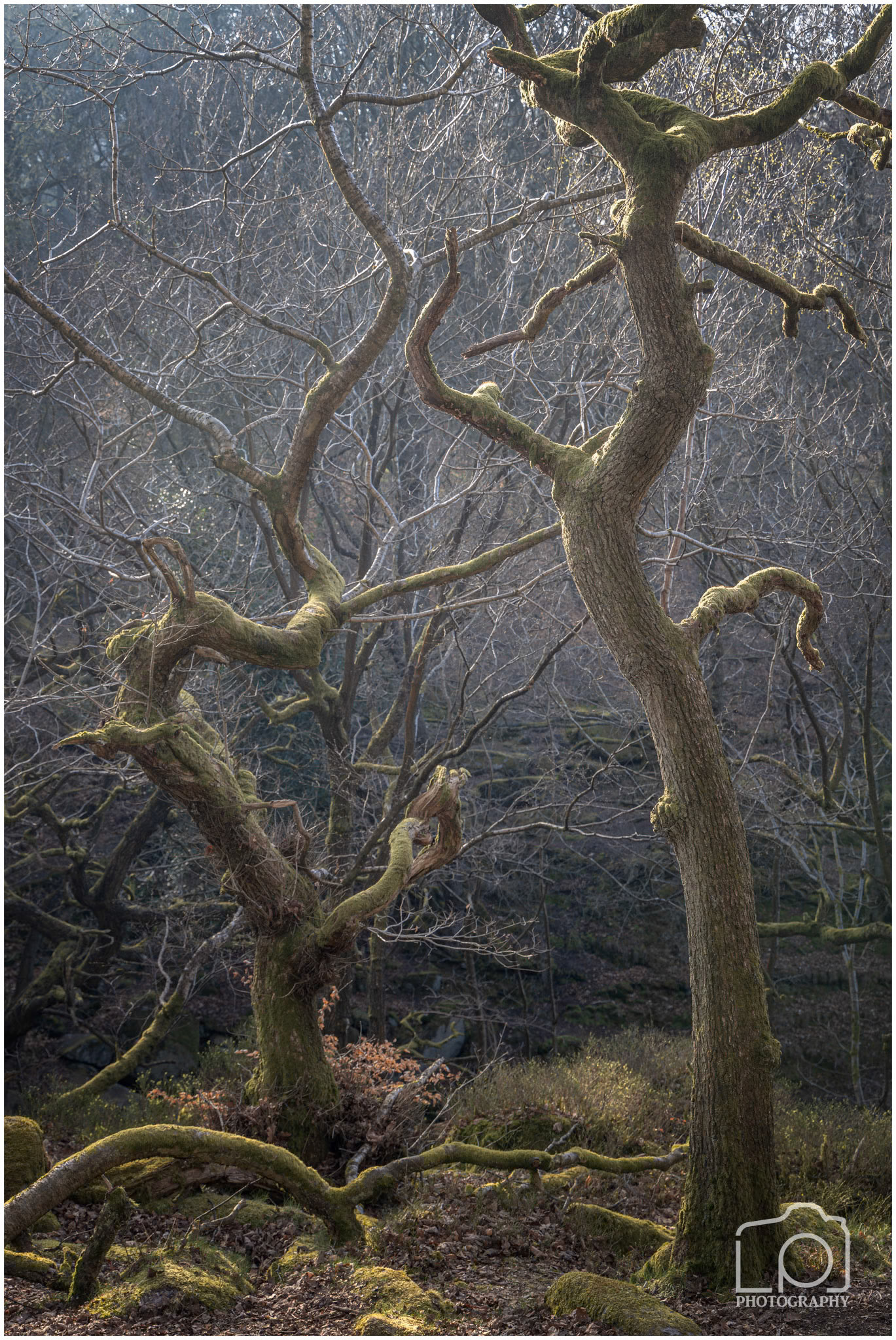 Peak District - Padley Gorge - 5706