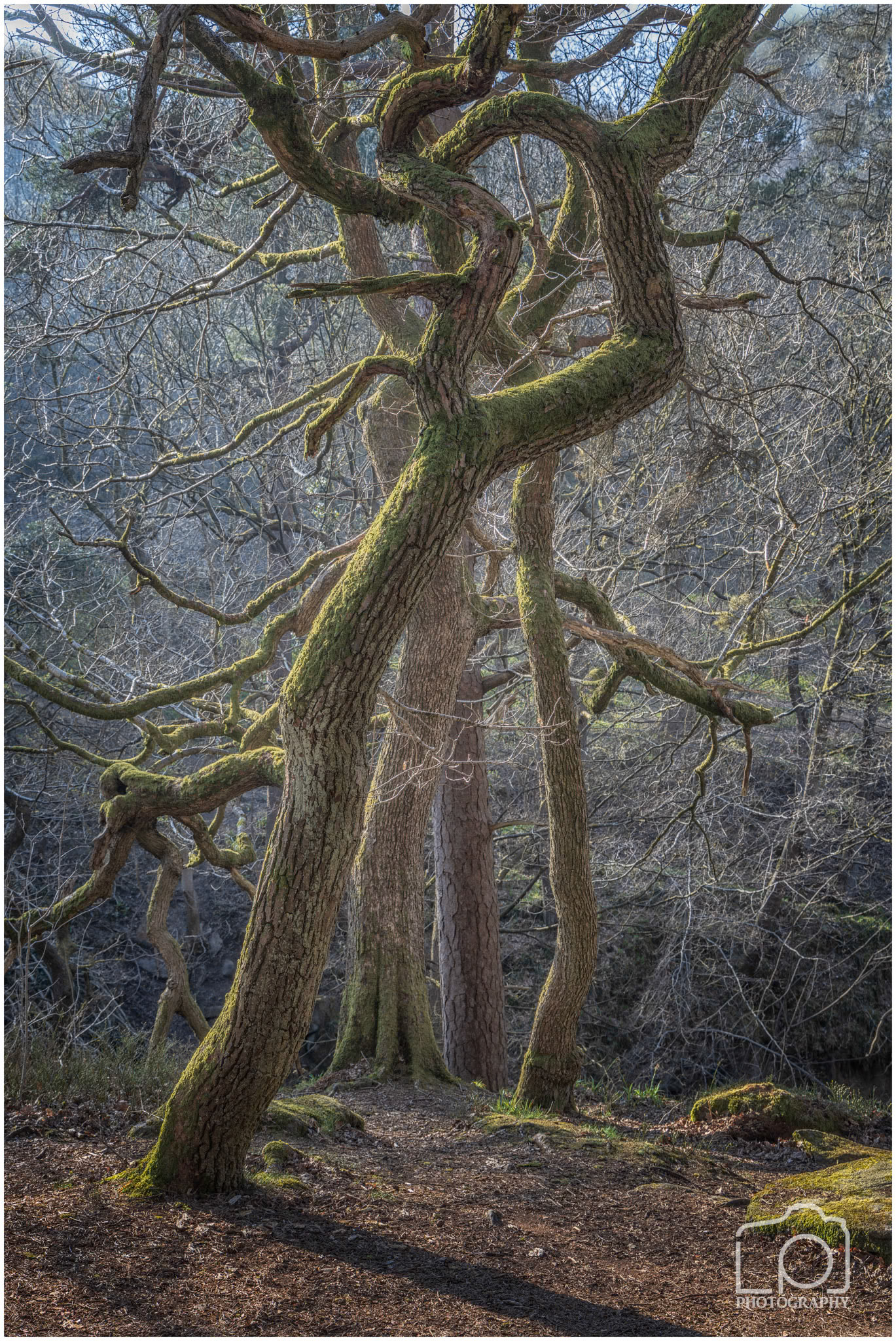 Peak District - Padley Gorge - 5714