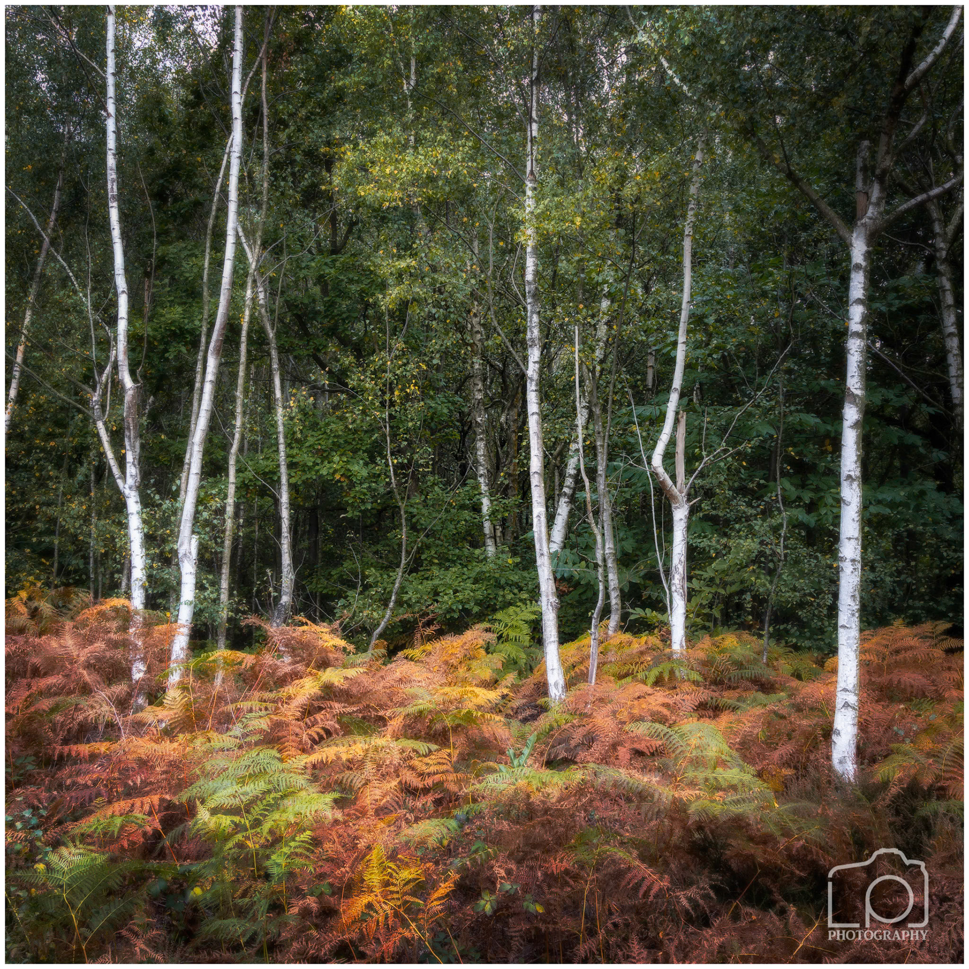Blean Woods - 5429