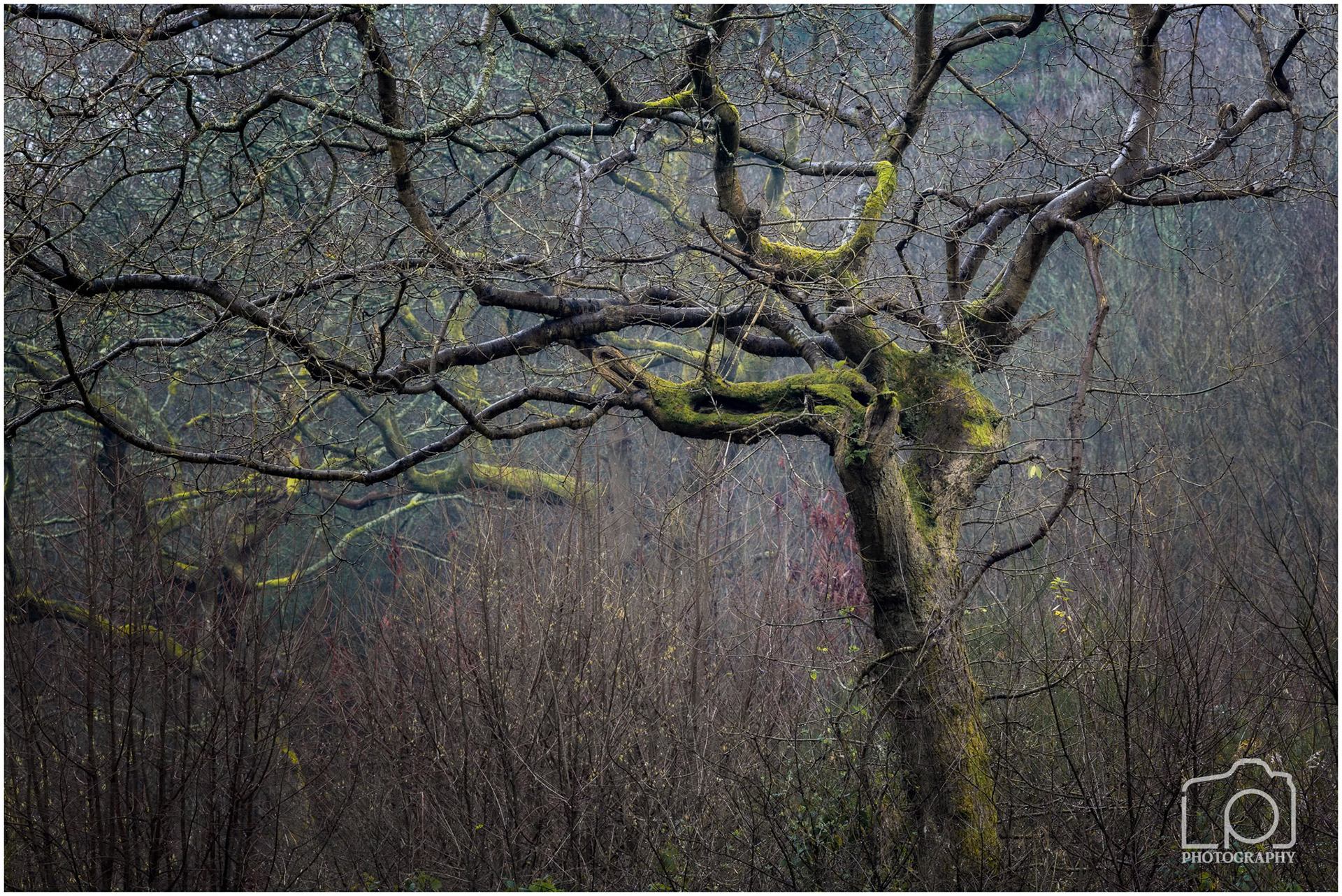 Reinden Woods - 5354