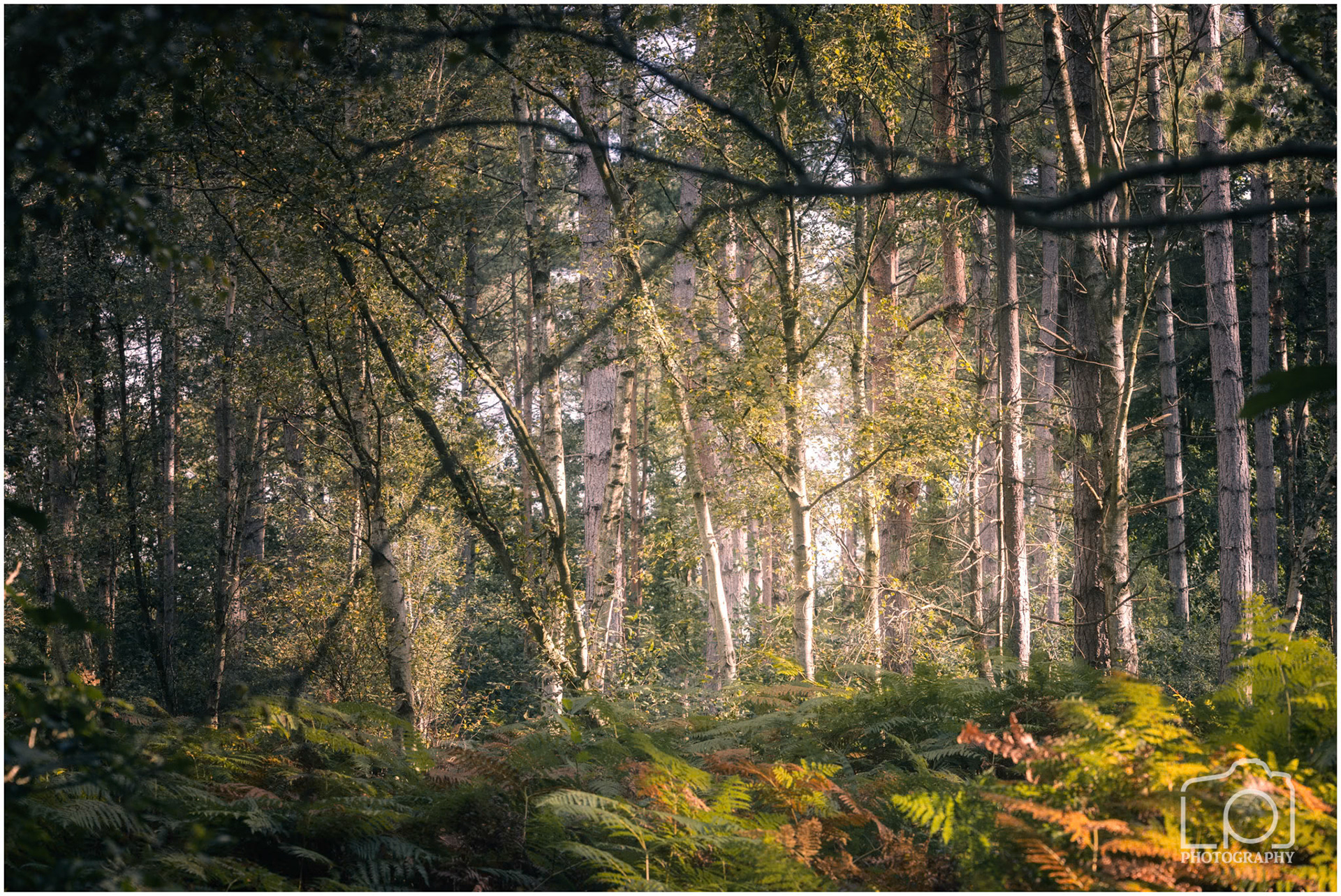 Thornden Woods - 4980