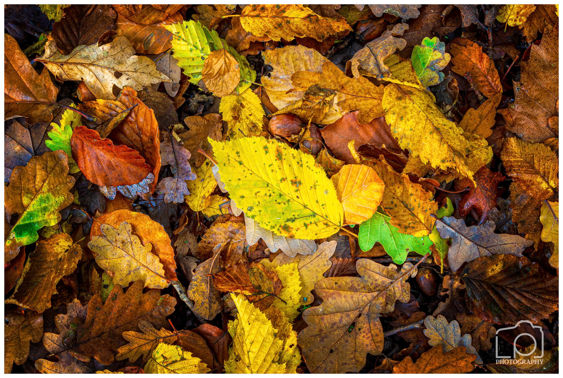 Blean Woods - 2256