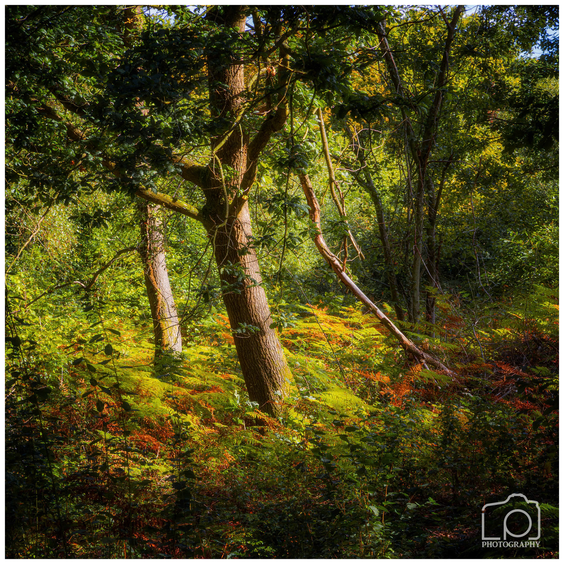 Blean Woods - 2081