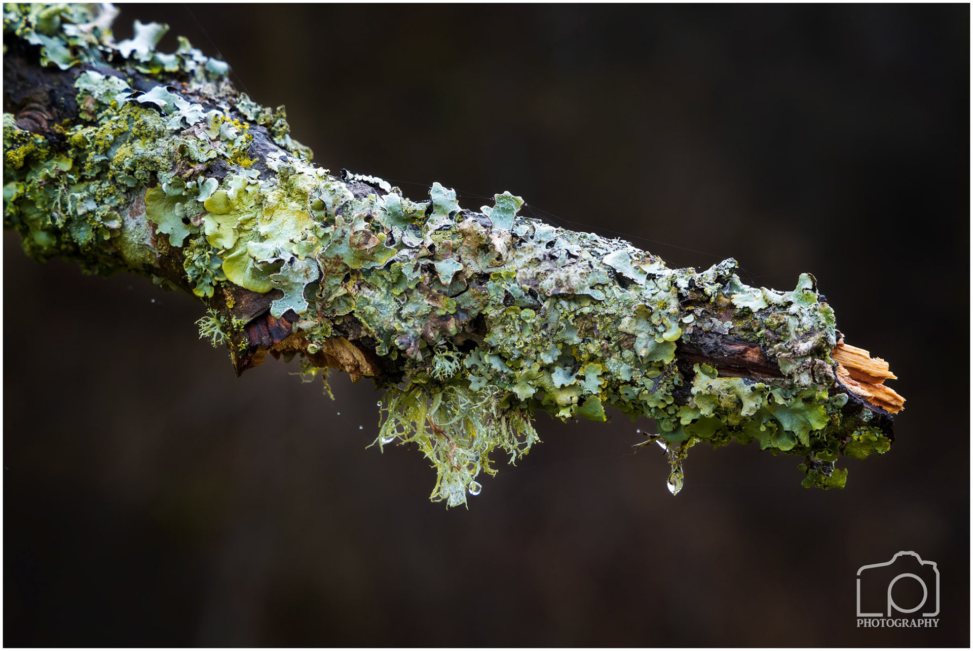 Reinden Woods - 5340