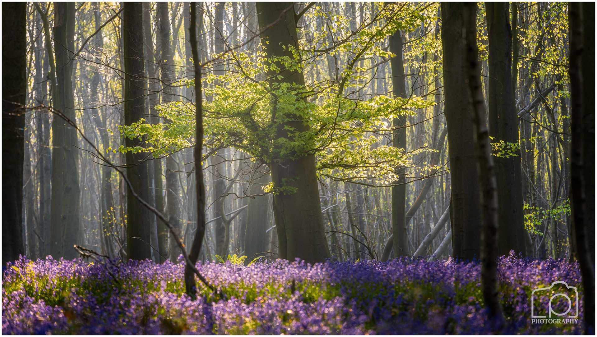Kings Wood - 3330