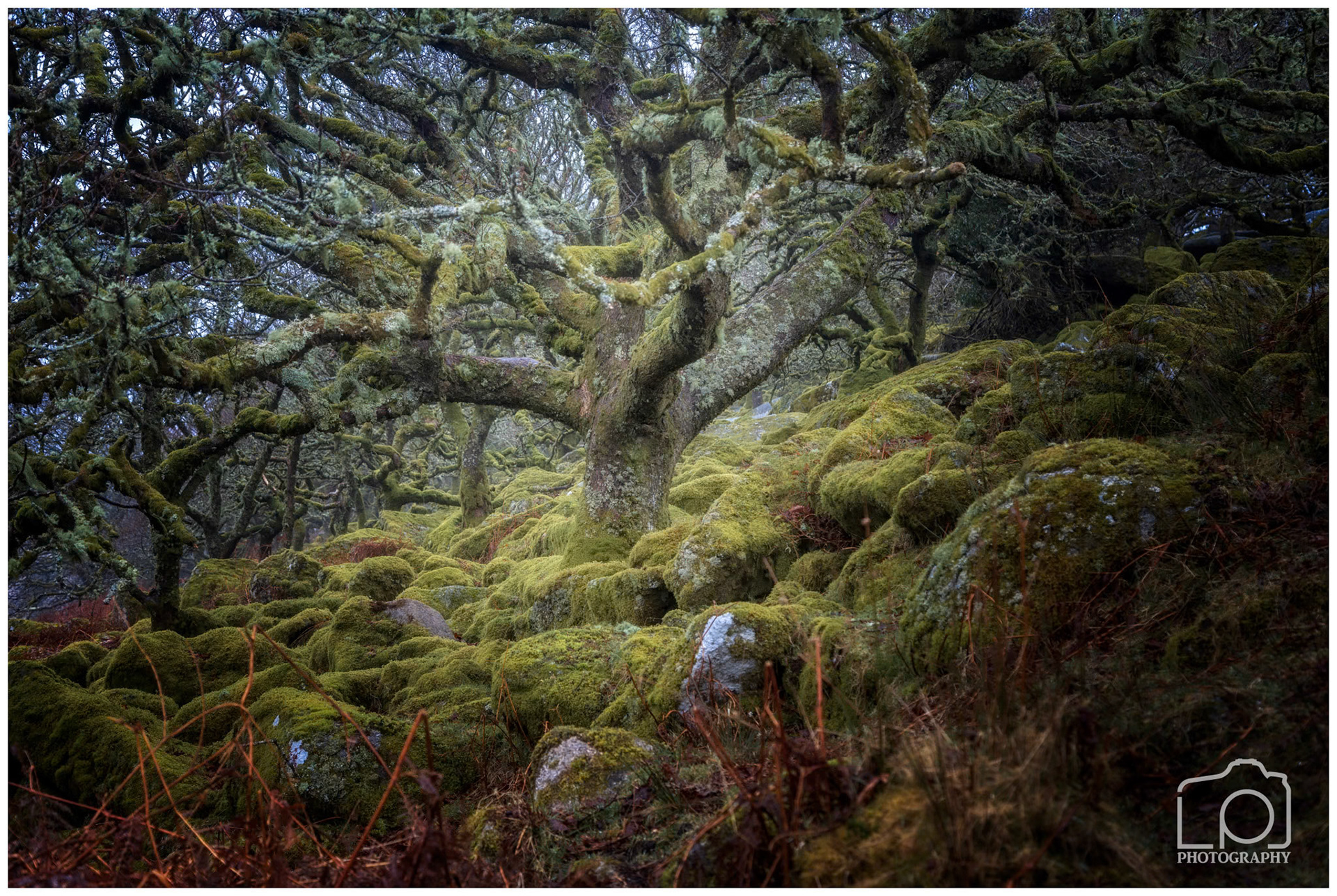 Dartmoor - 2582 - Wistmans Woods