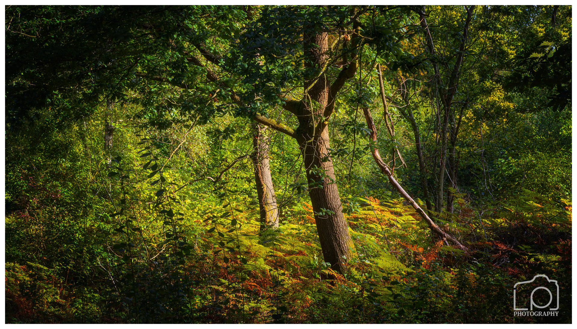 Blean Woods - 2082