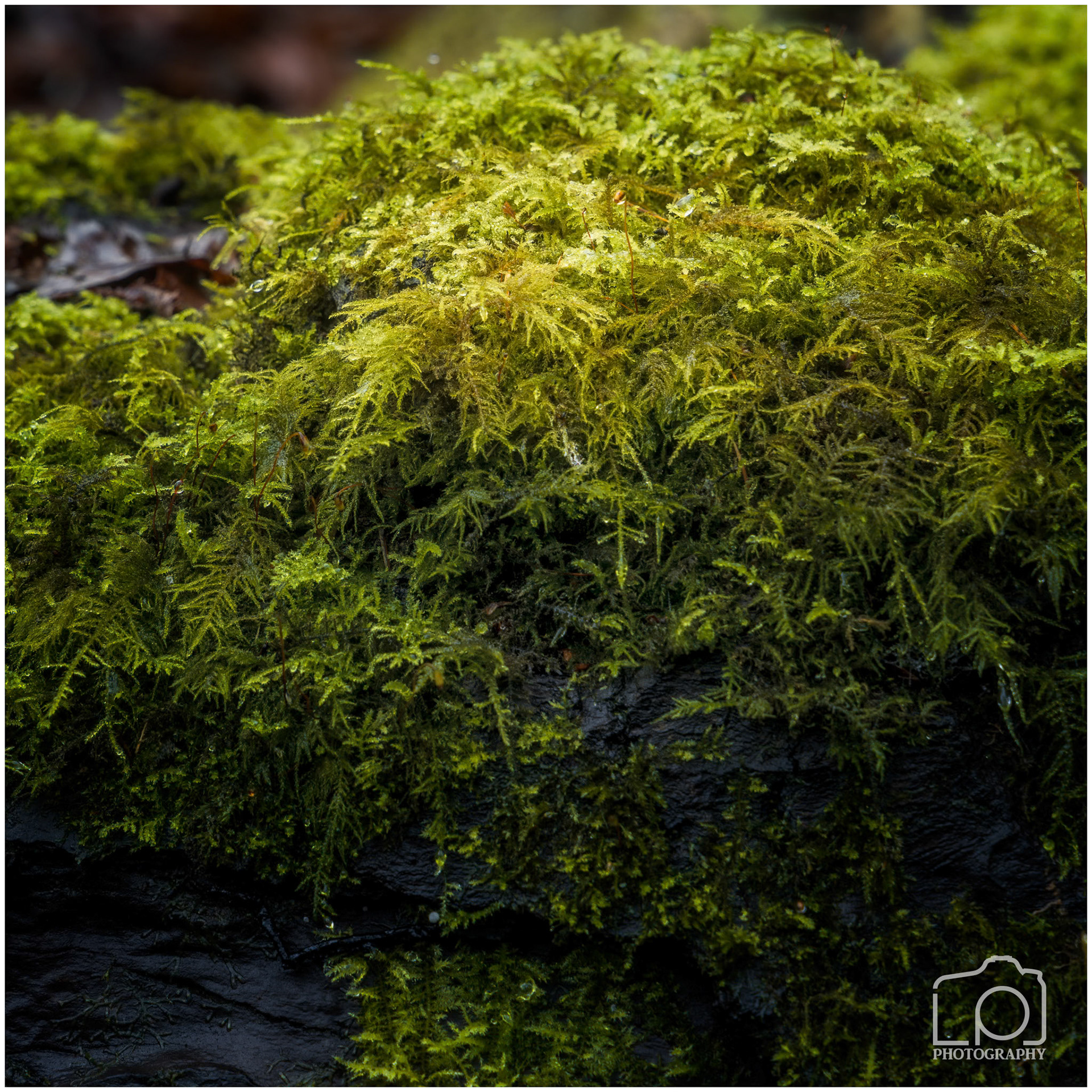 Reinden Woods - 5339