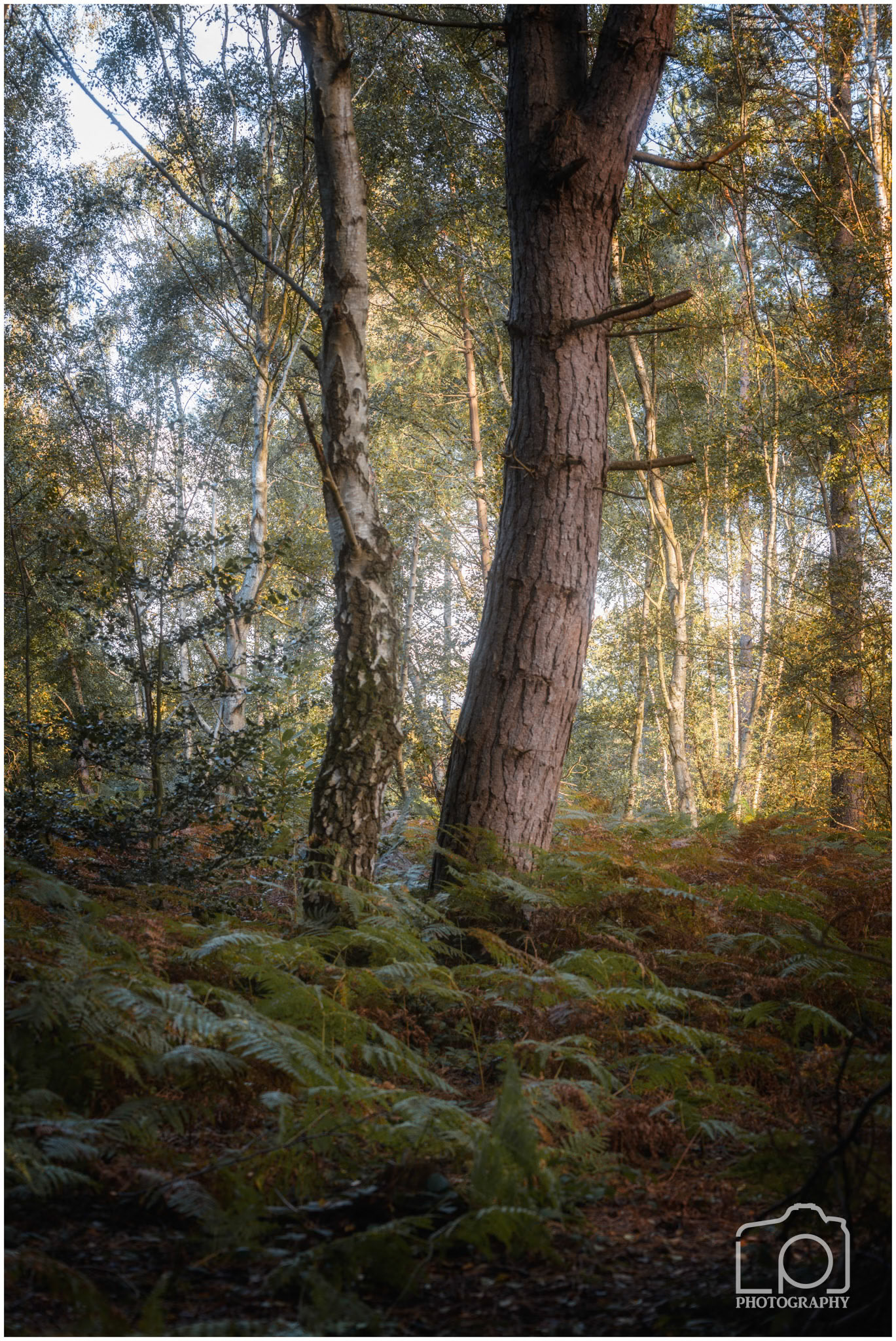 Thornden Woods - 4975