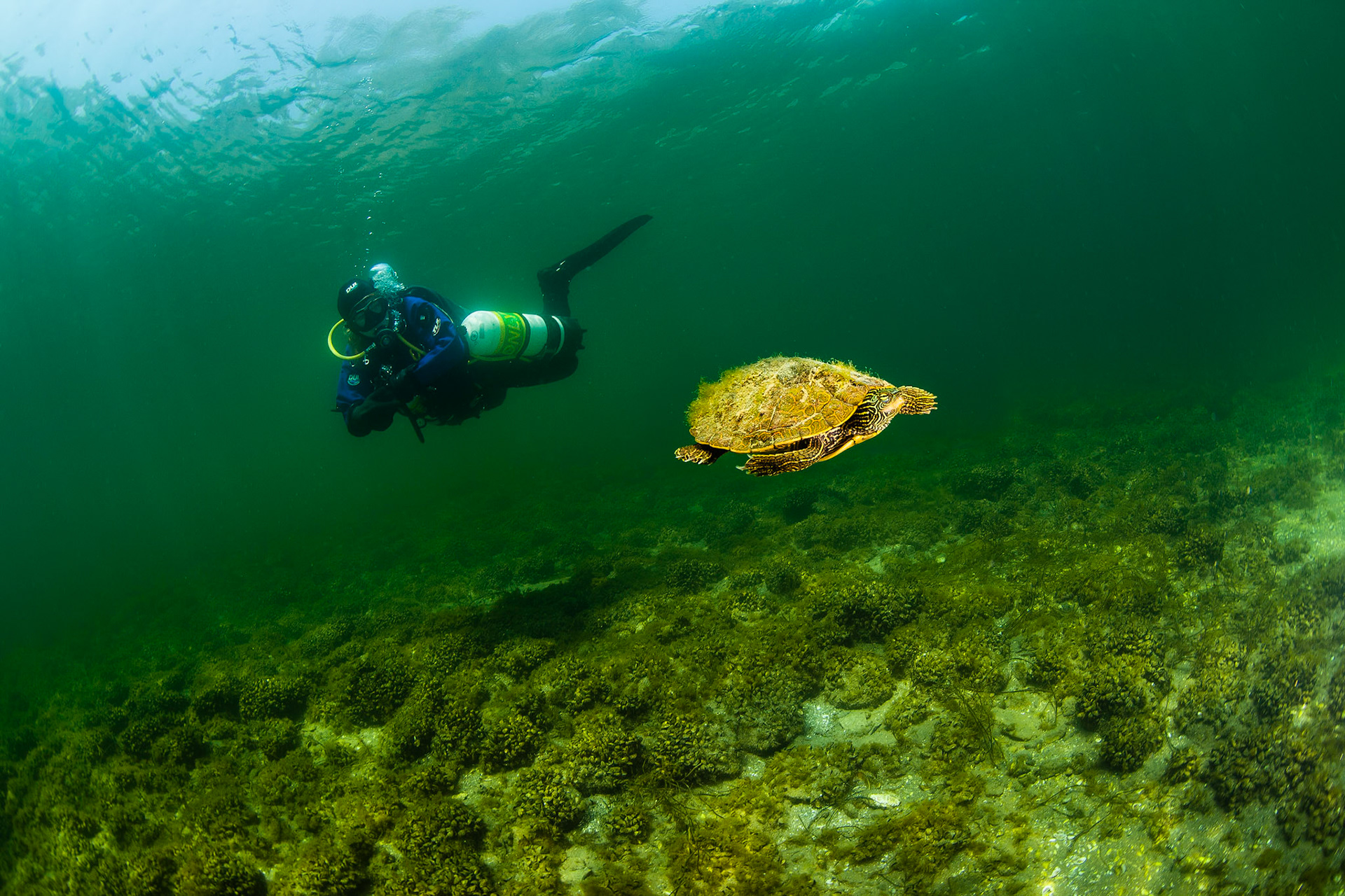 Un plongeur observe des tortues géographiques, une espèce en péril au Canada. Fleuve Saint-Laurent, Ontario, Canada. | Diver observing goegraphic turtles, a species at risk  in Canada. St-Lawrence River, Ontario, Canada.