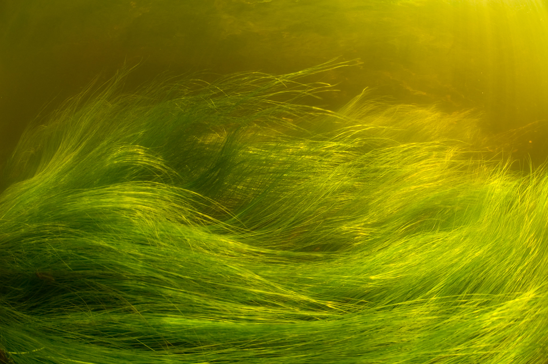 Vallisnérie d'Amérique en rivière | American Eel-grass, Vallisneria americana in a river.