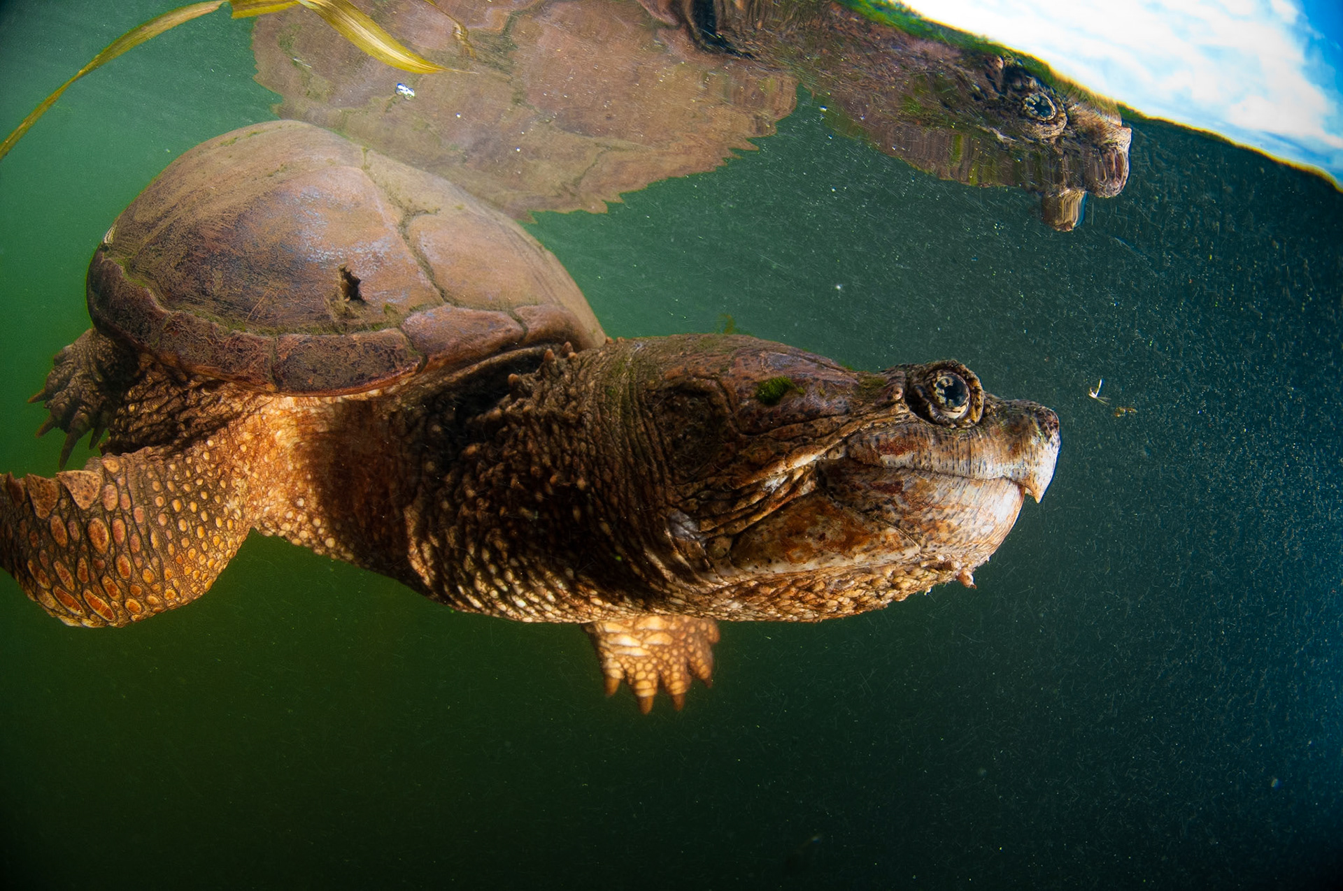 Chélydre serpentine, communément nommée tortue serpentine à proximité de la surface. | Common Snapping Turtle near the surface.