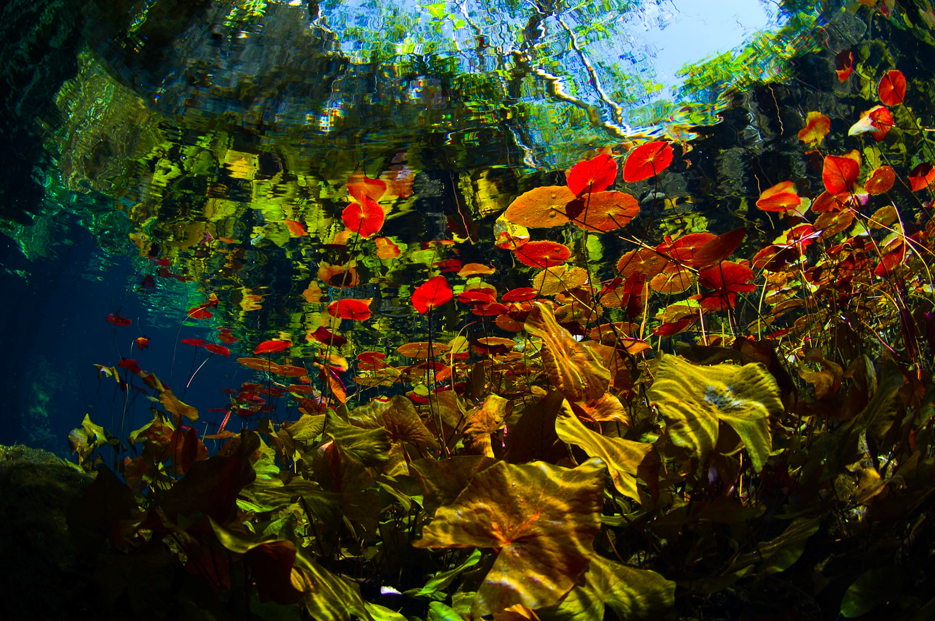 Nénuphar à proximité de la surface de Grand Cenote. | Water lily near Grand Cenote surface.