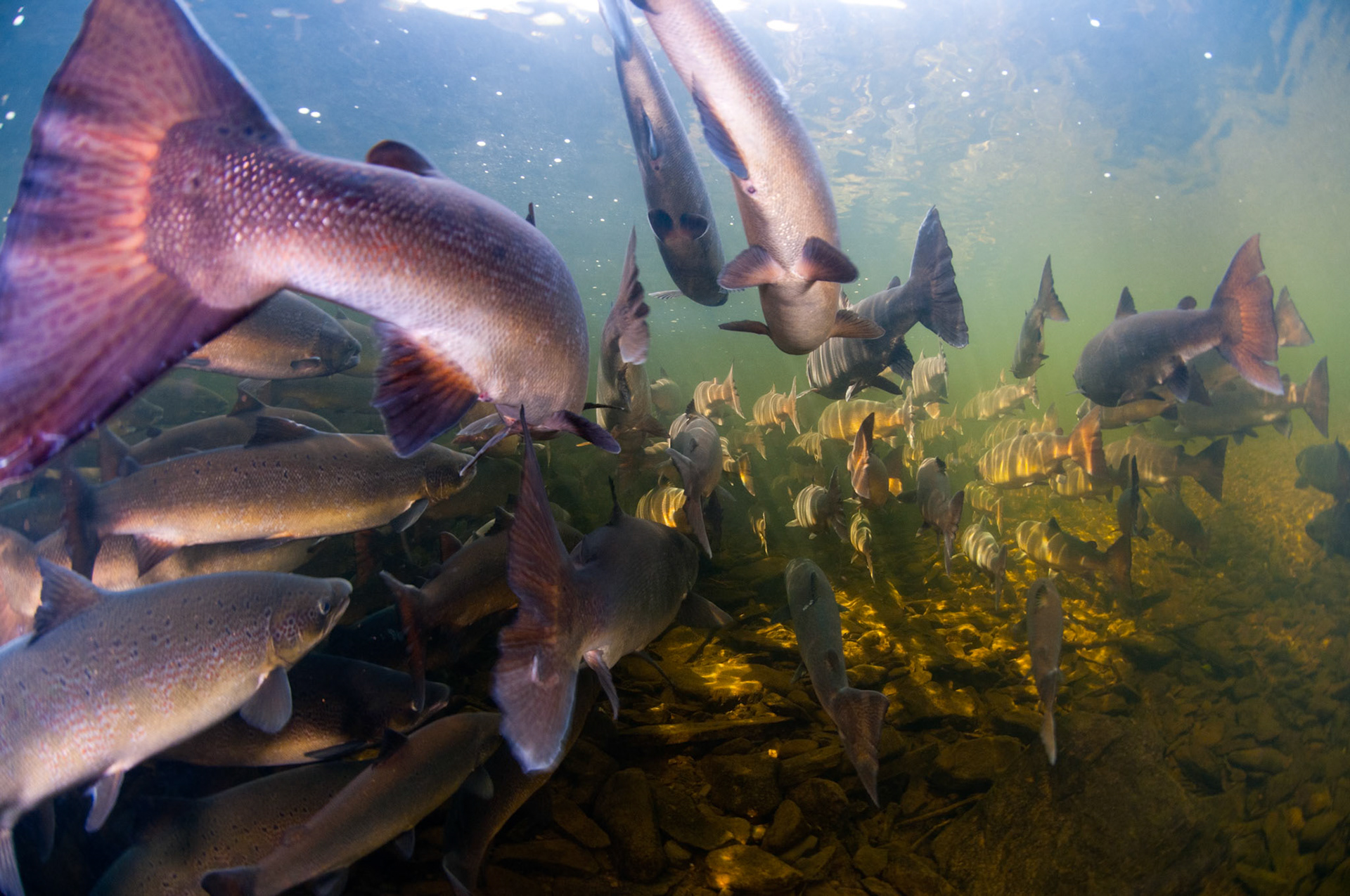 Saumon de l'Atlantique, Salmo salar, Atlantic salmon, saumons
