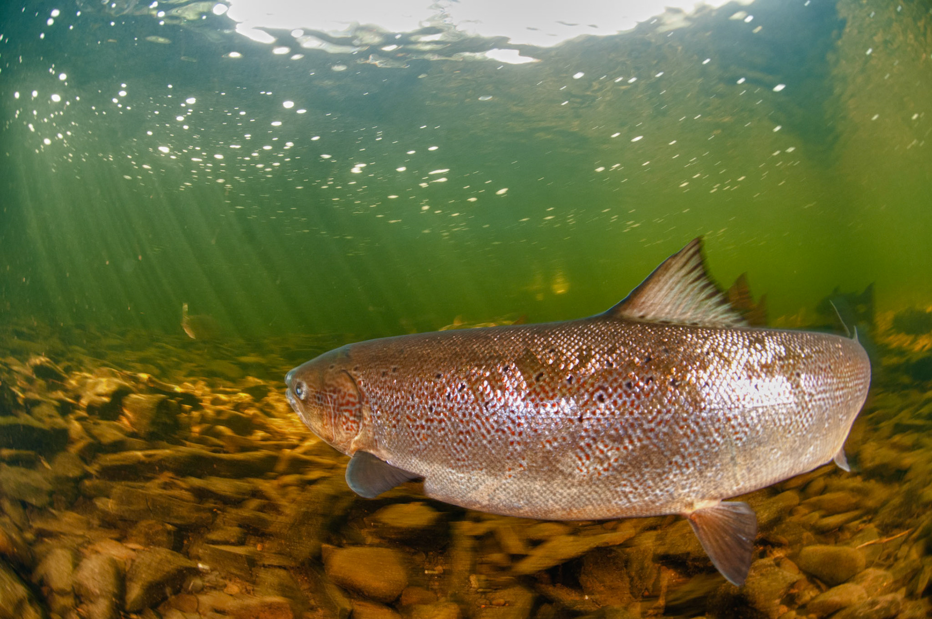 Saumon de l'Atlantique, Salmo salar, Atlantic salmon, saumons
