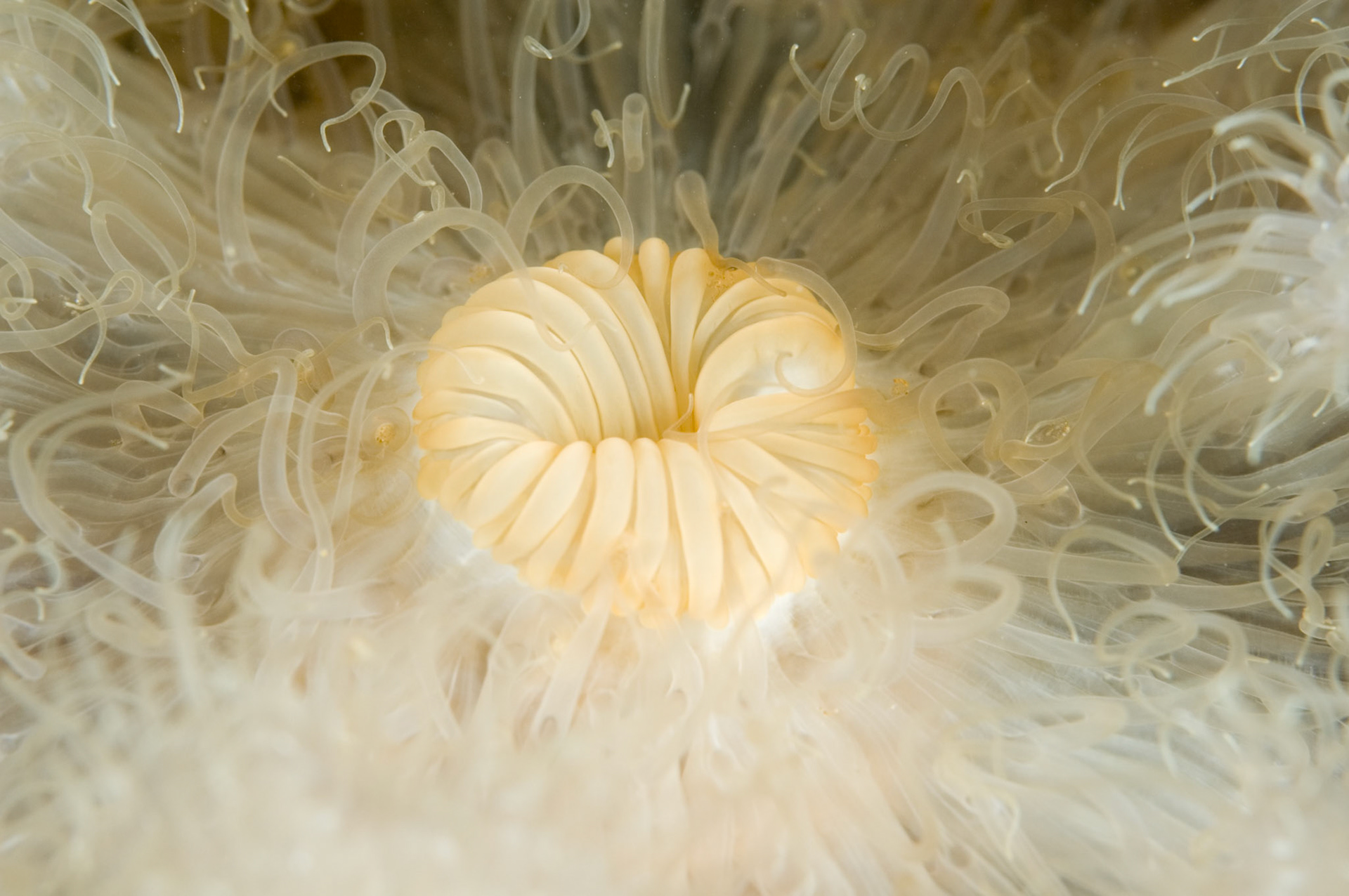 Anémone plumeuse, Escoumins, Québec, Canada | Frilled Anemone, Escoumins, QUebec, Canada.