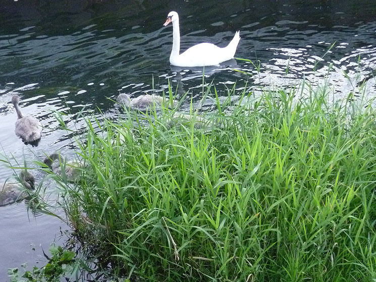 Schwäne auf dem Rhein
