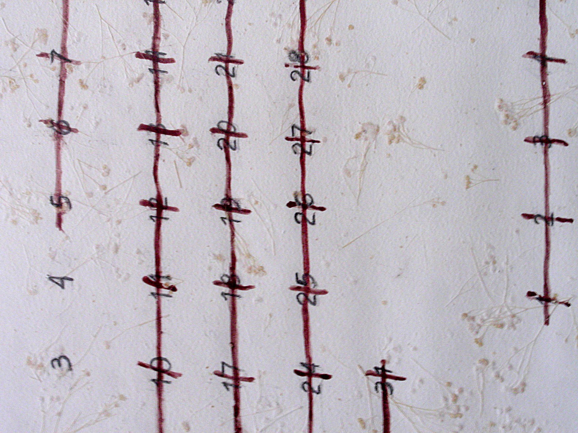  "Año bisiesto" 2001. dry  pastel. 100 x 70 cm