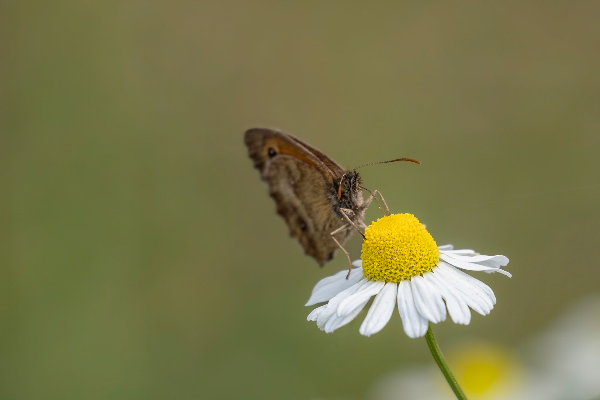 Bruin zandoogje