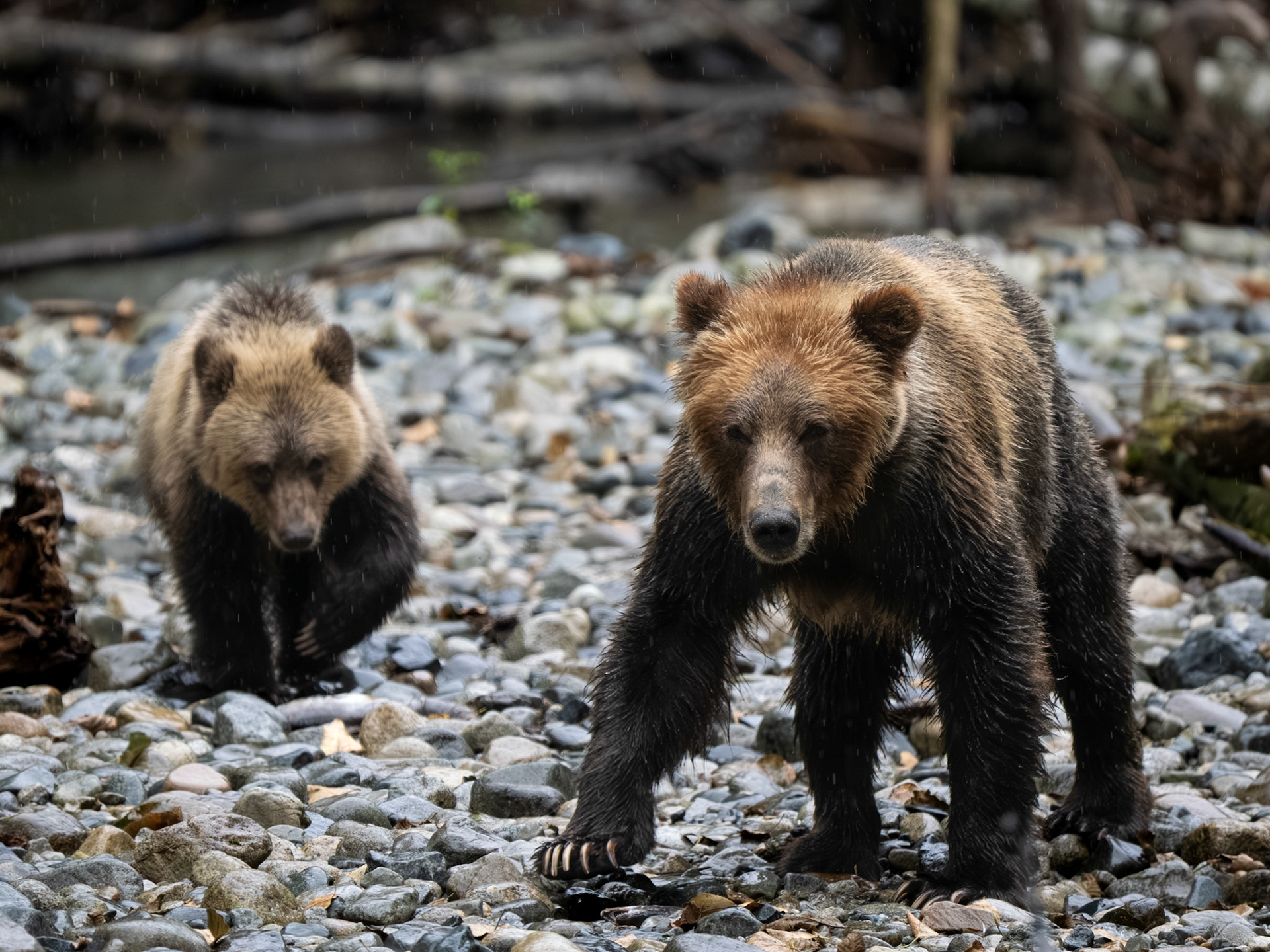 Grizzly Bear Mom and Cub