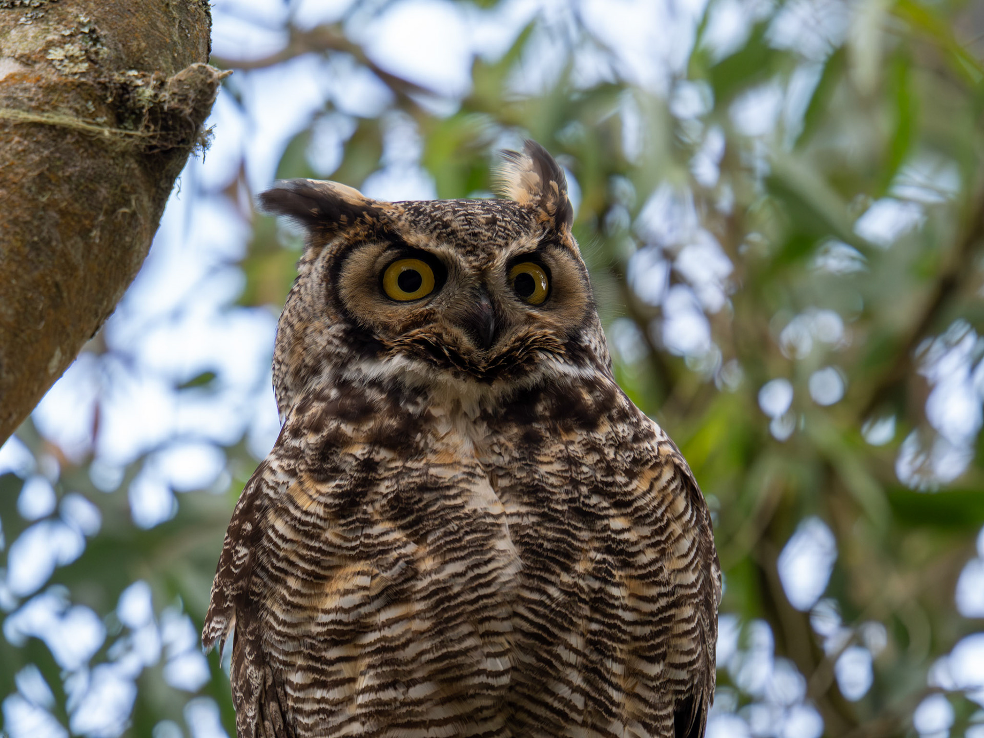 Great Horned Owl