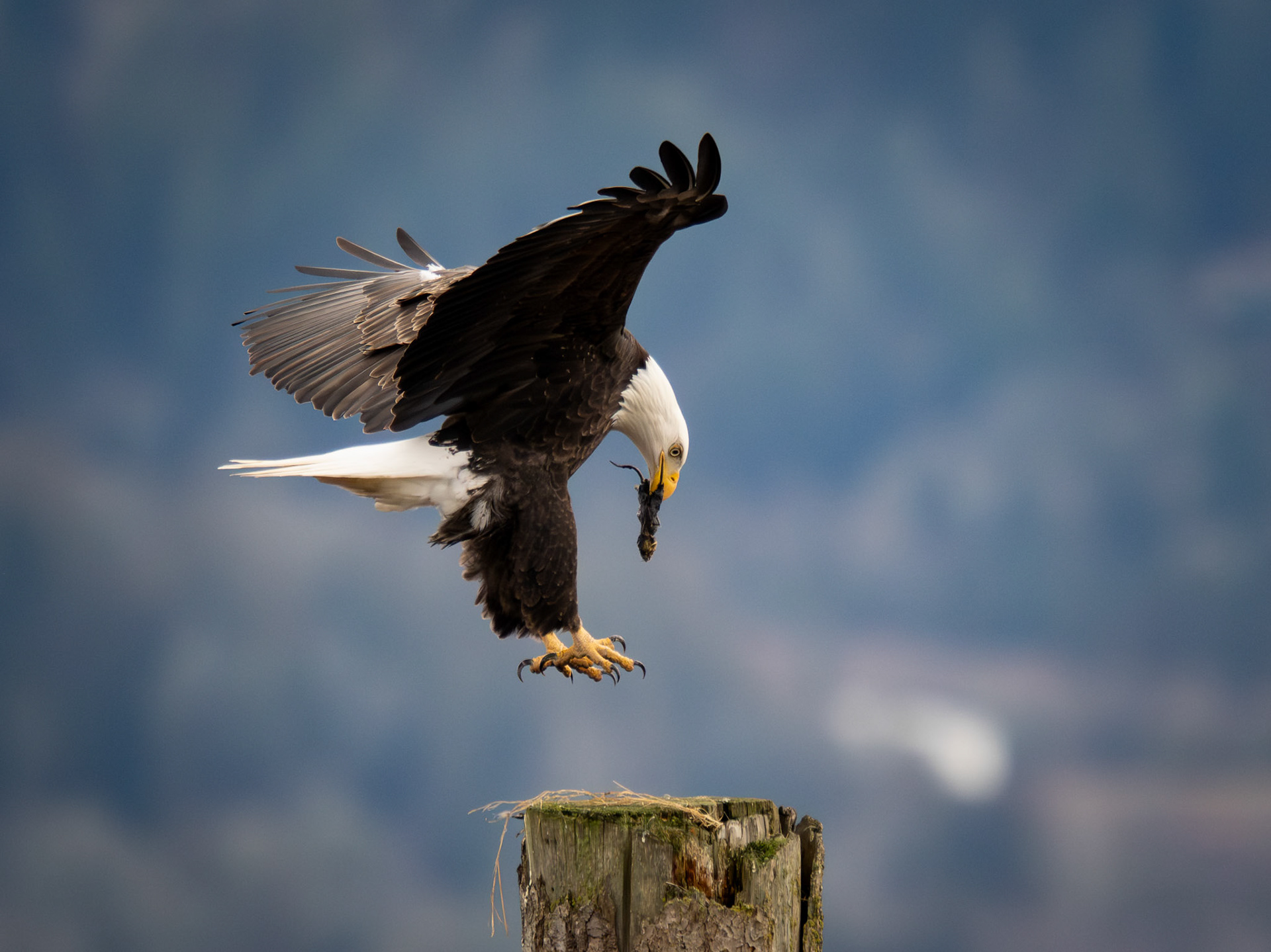 Bald Eagle