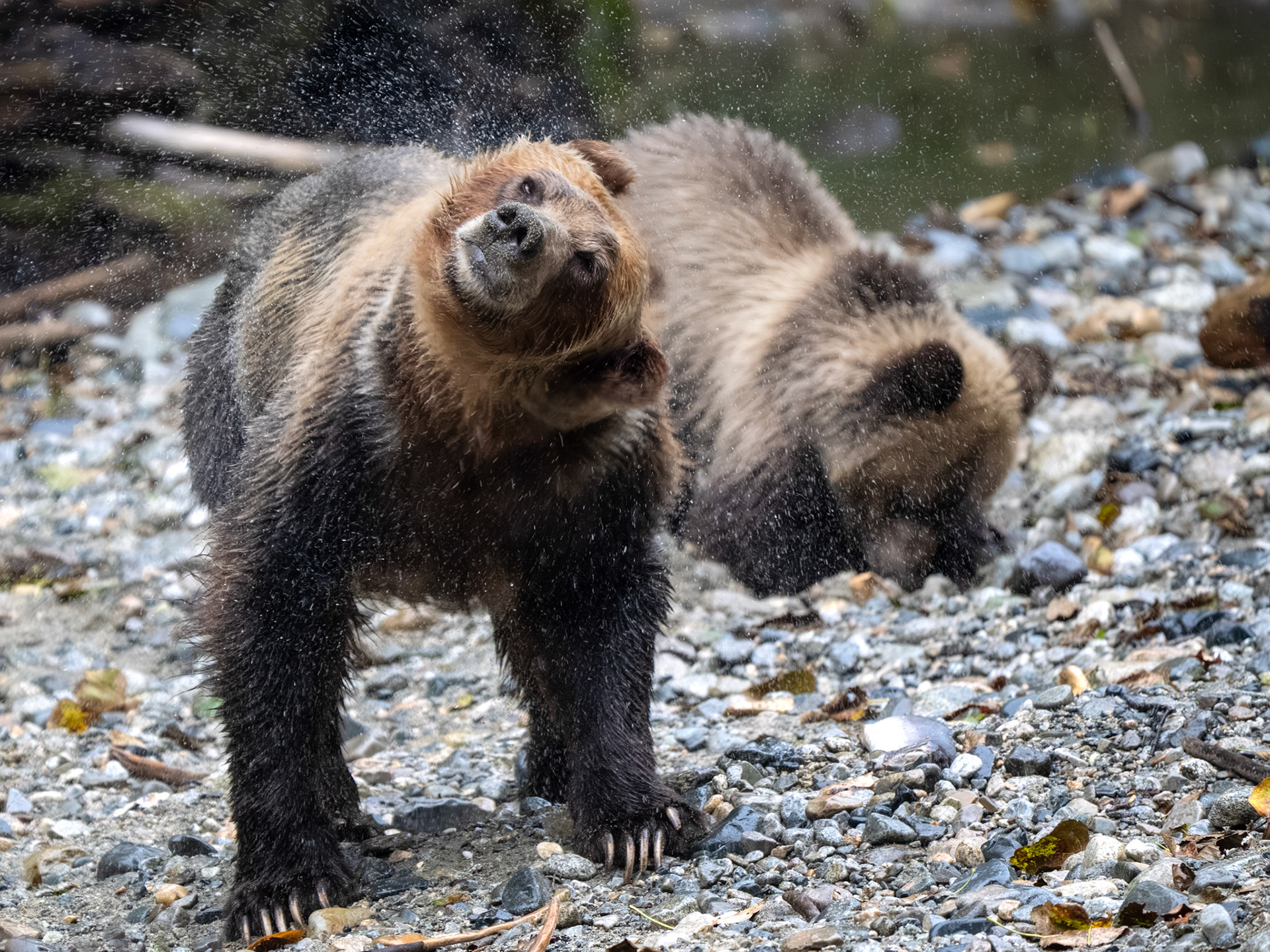 Grizzly Bears