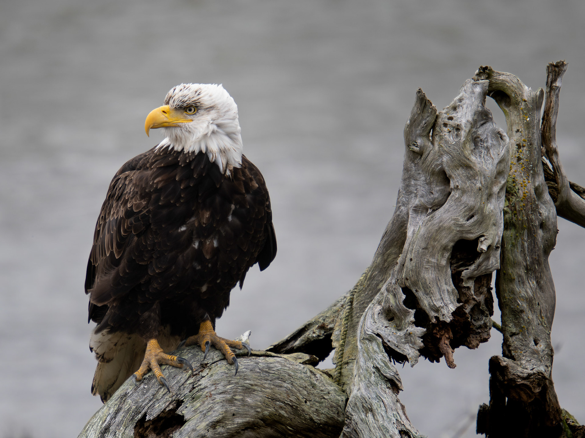 Bald Eagle