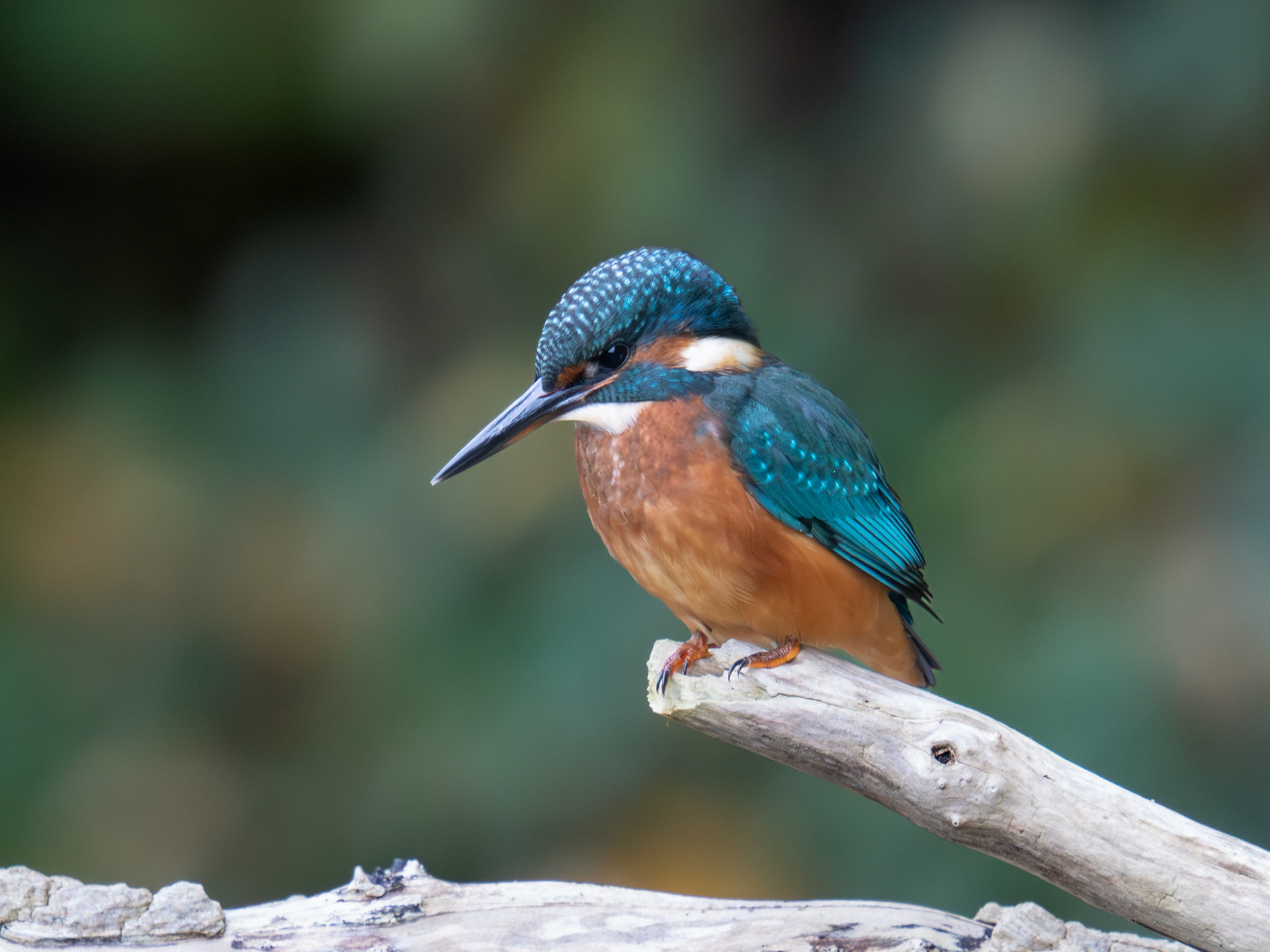 Common Kingfisher