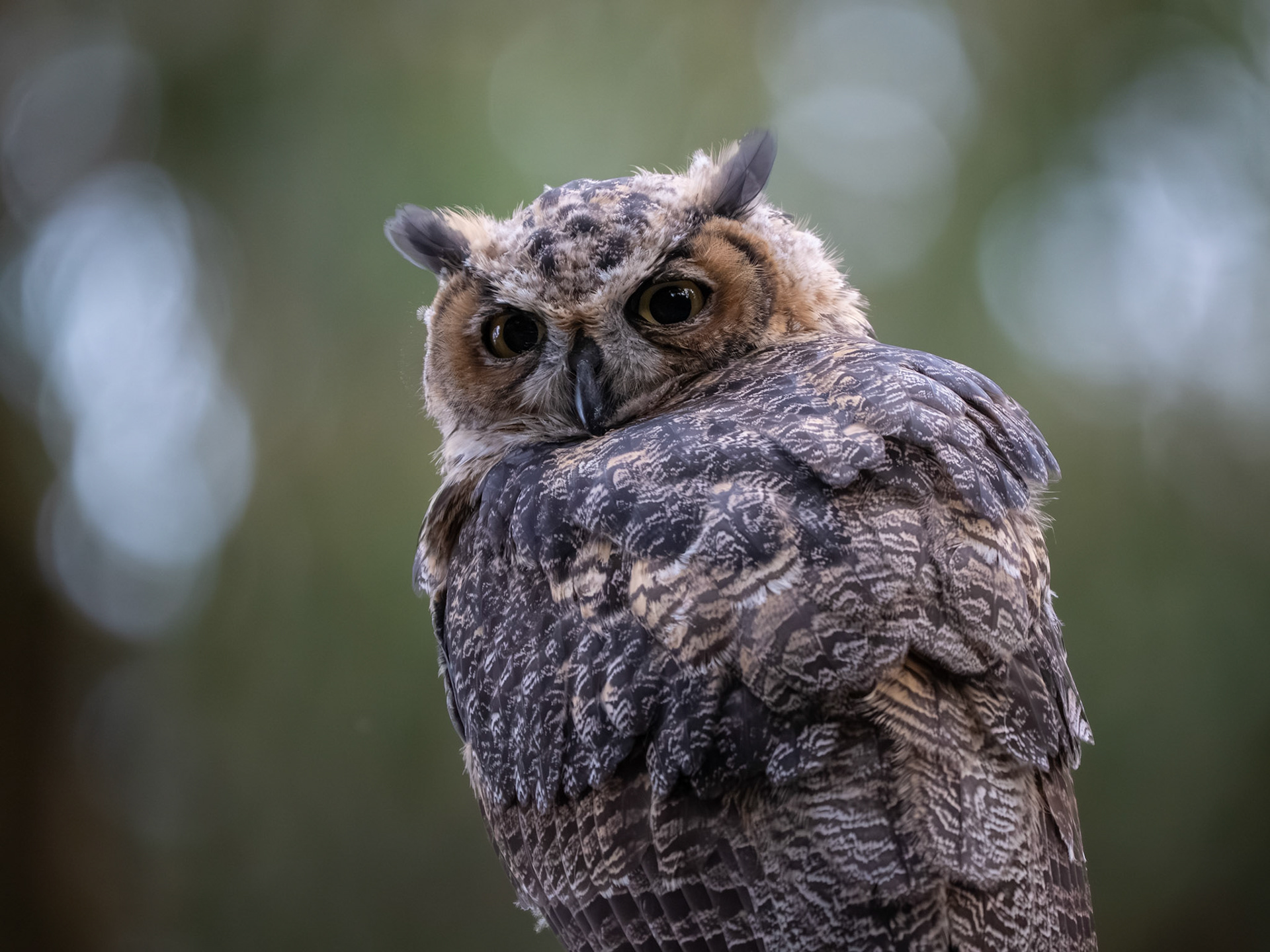 Great Horned Owl