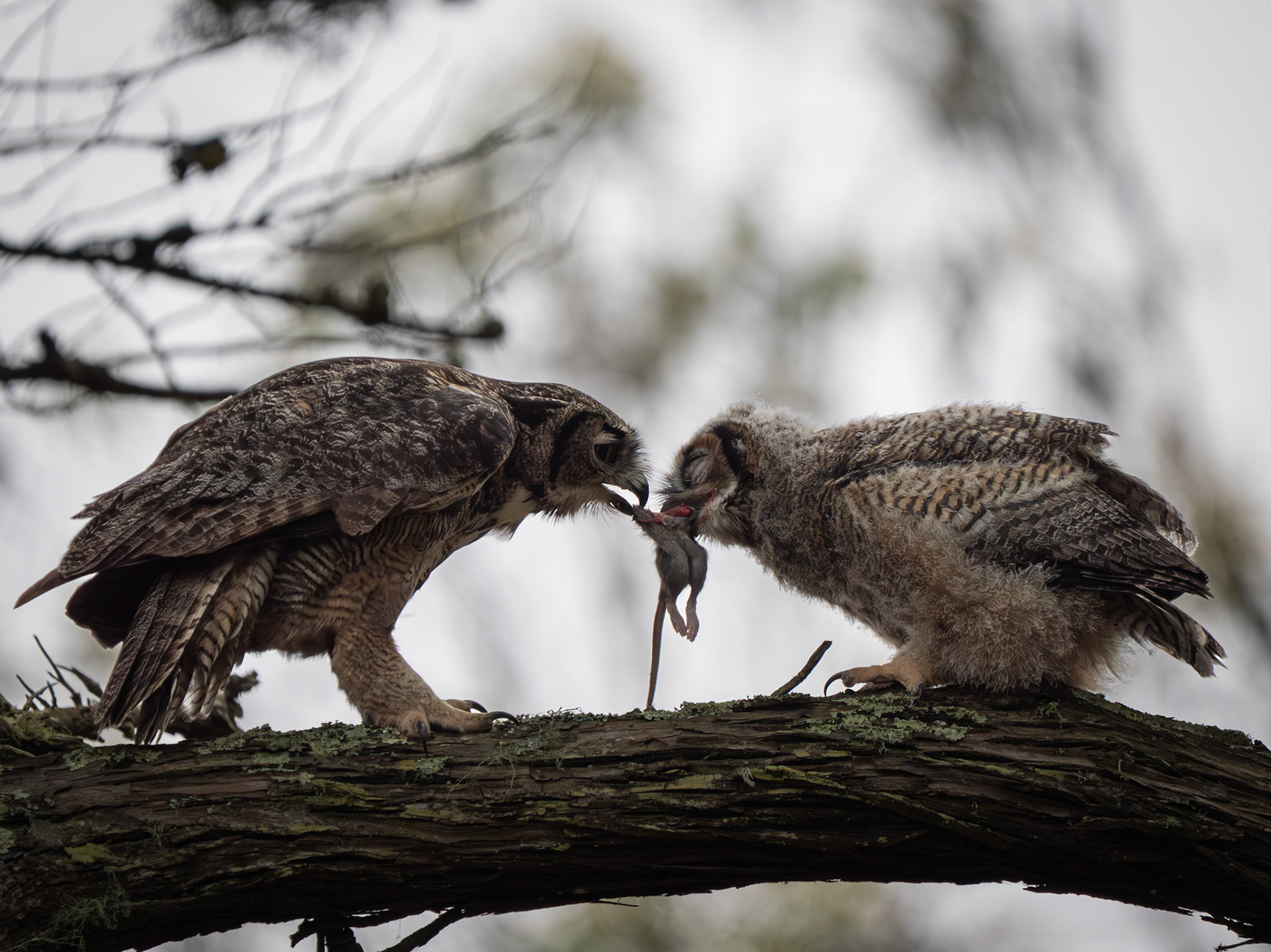 Great Horned Owls