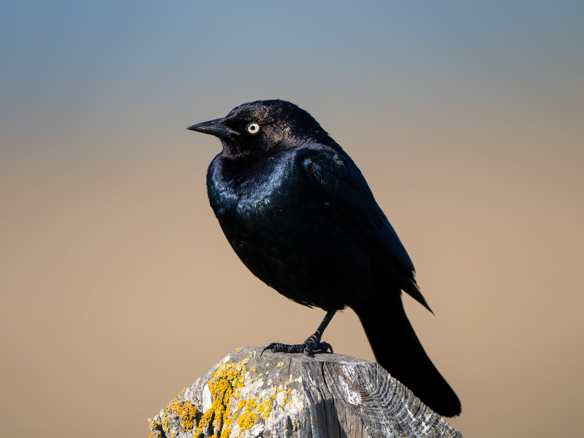 Brewer's Blackbird