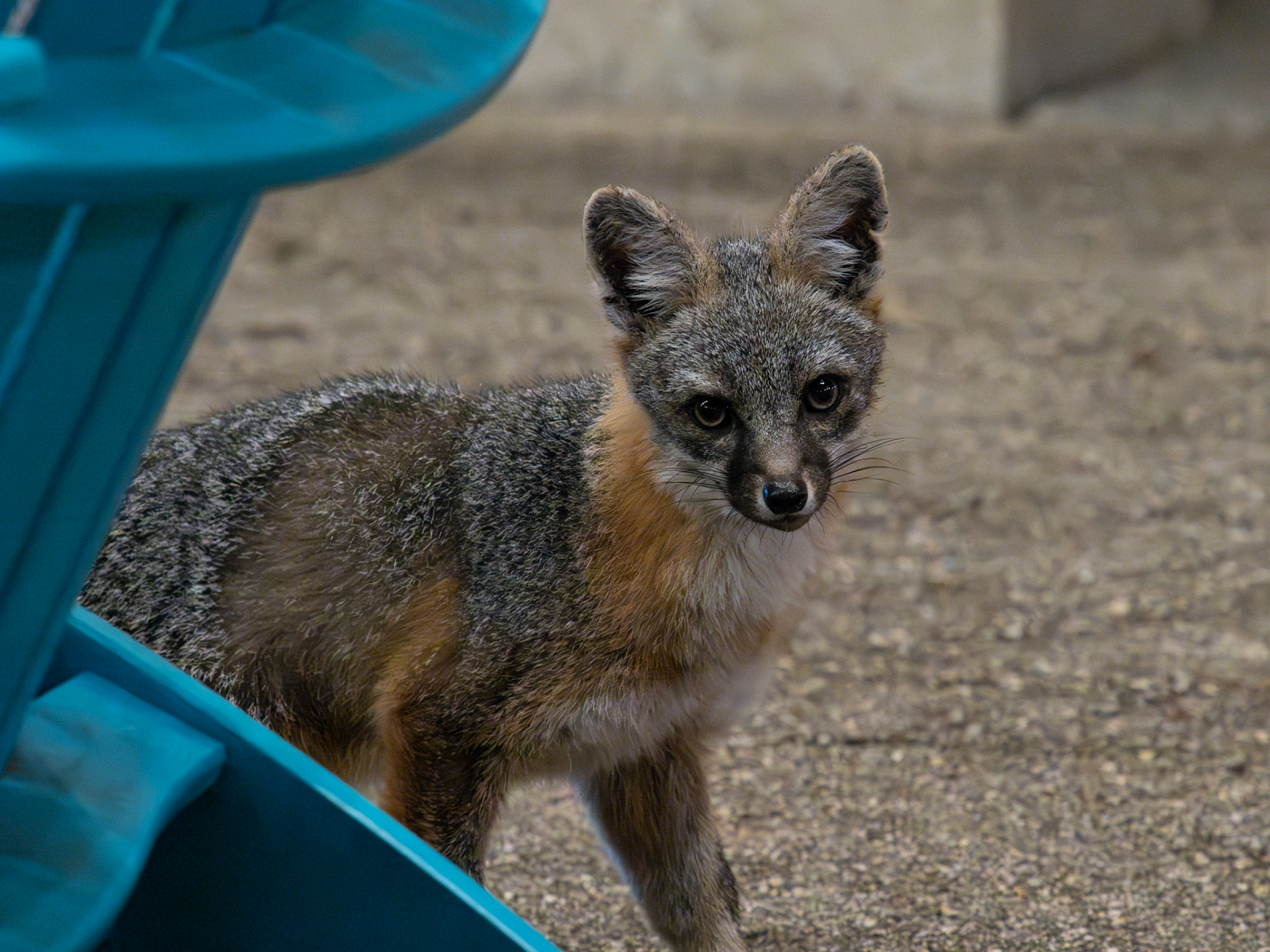 Grey Fox