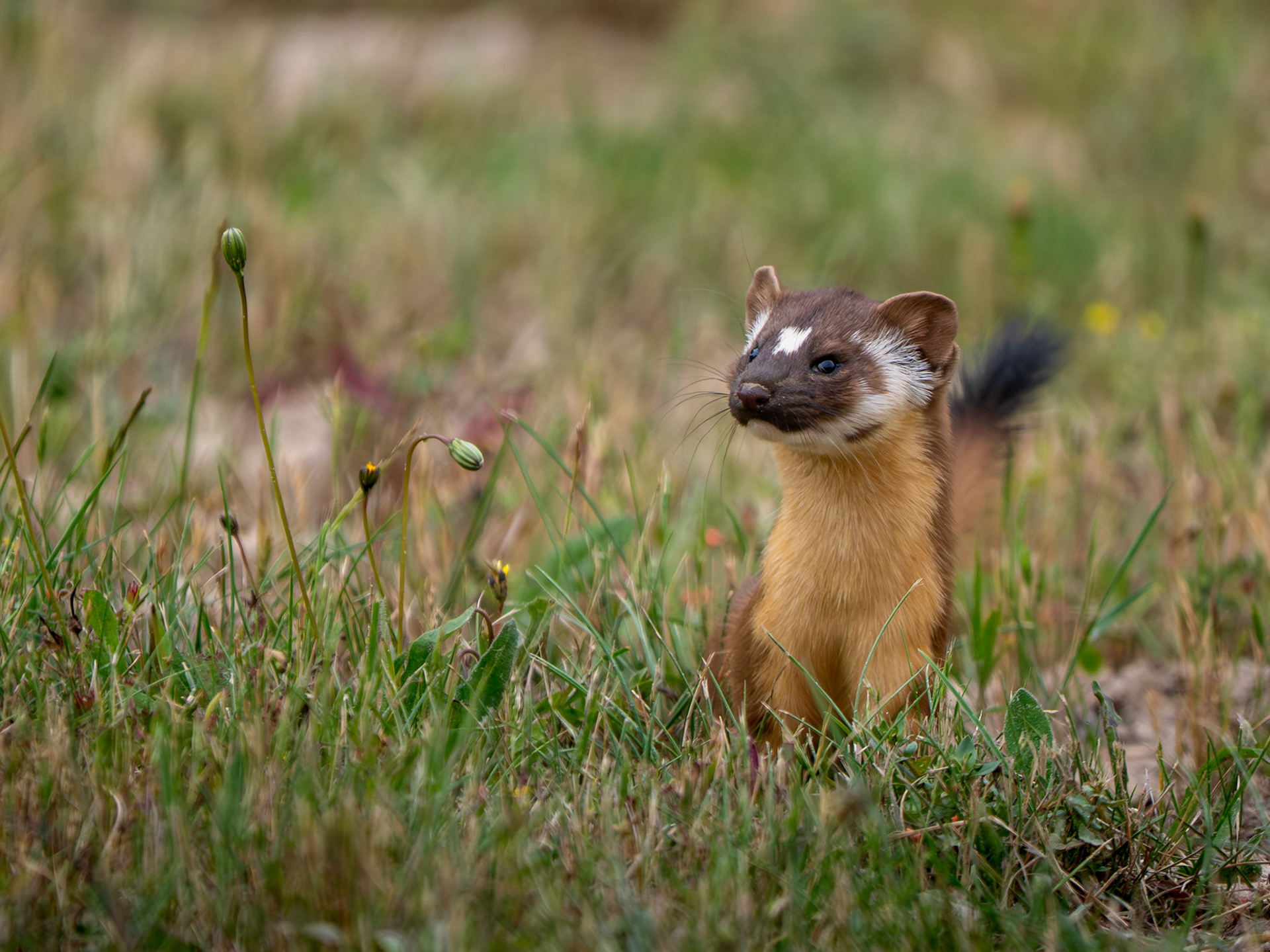 Long-tailed Weasel
