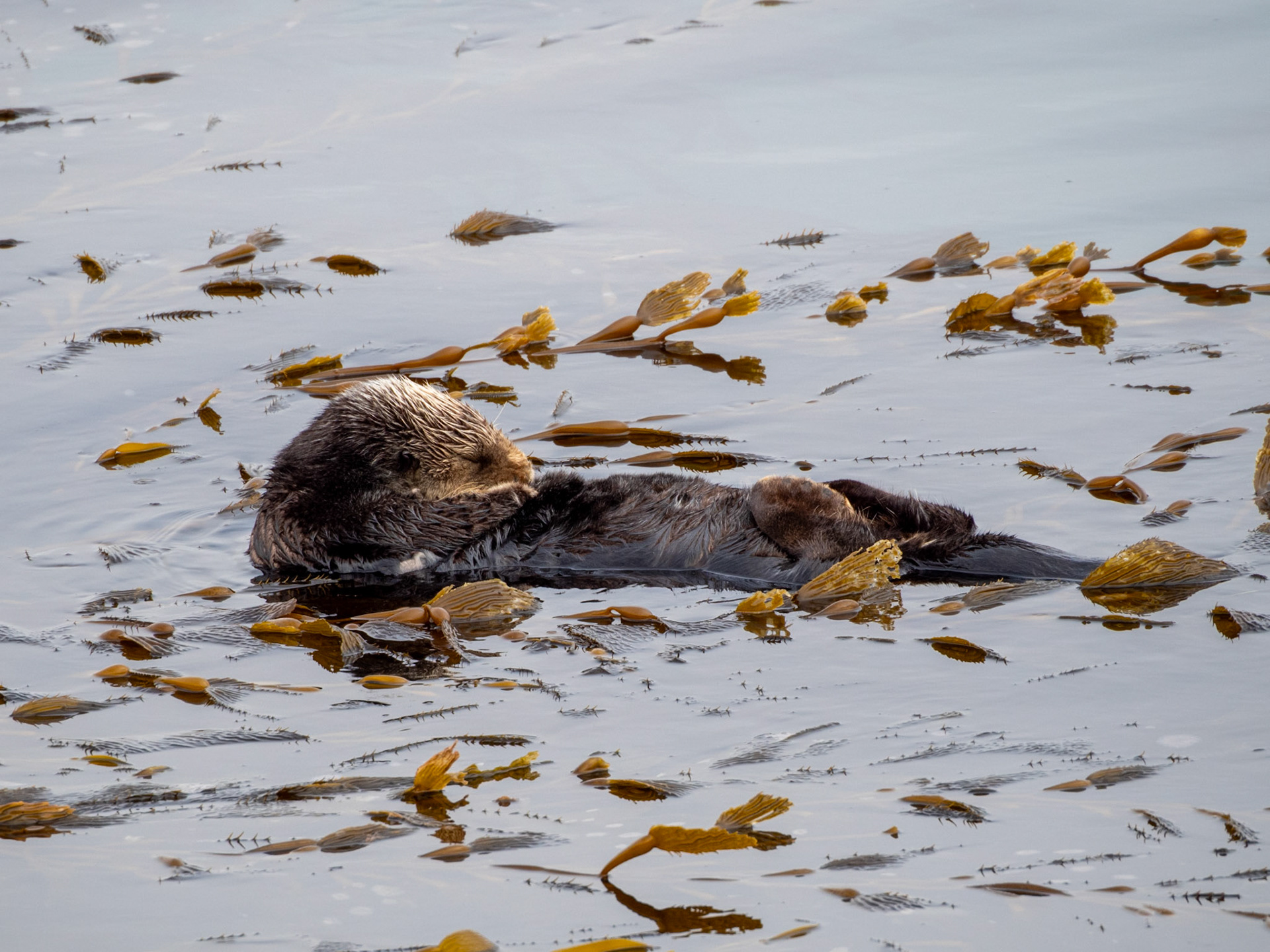 Sea Otter