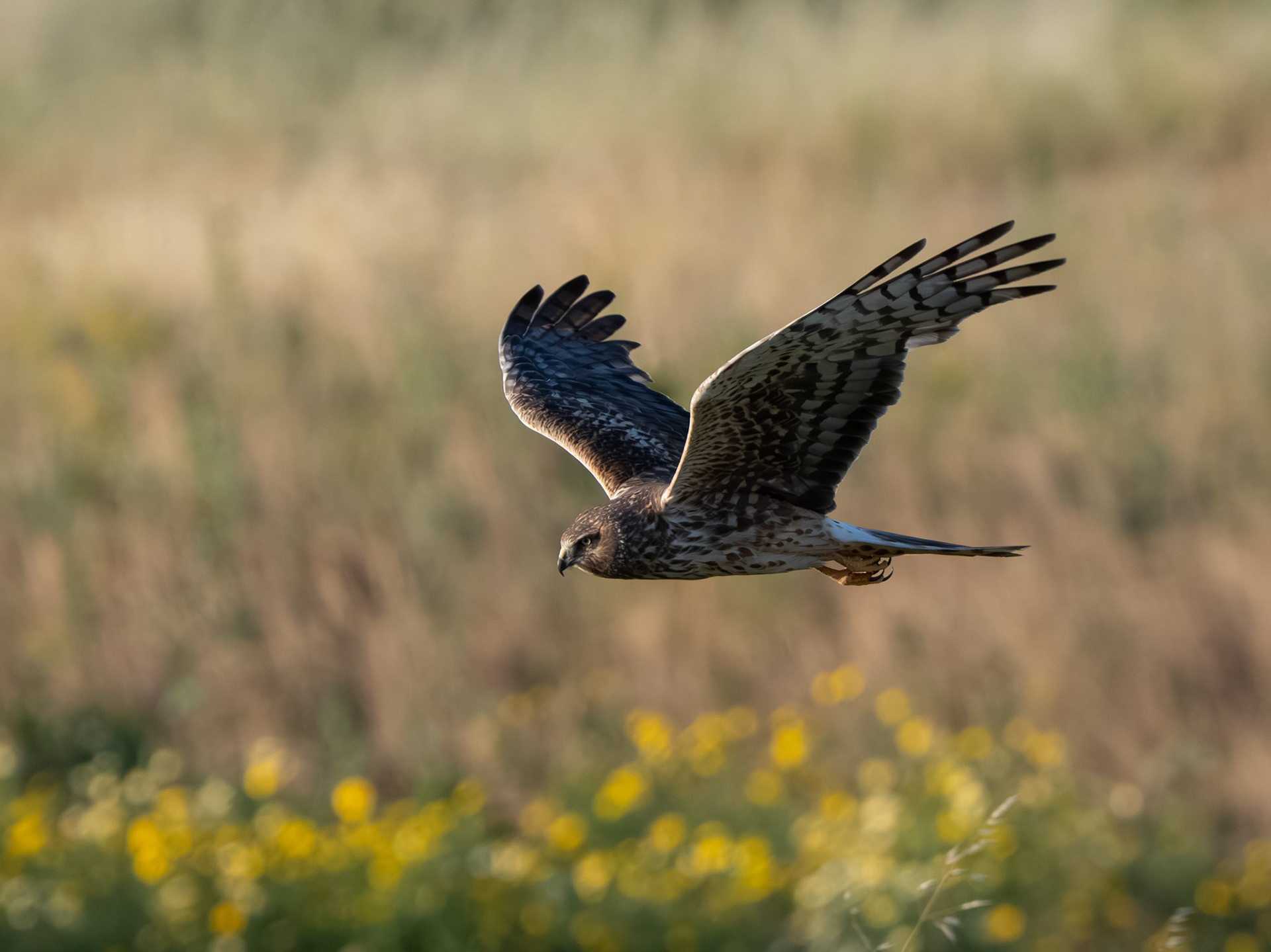 Northern Harrier