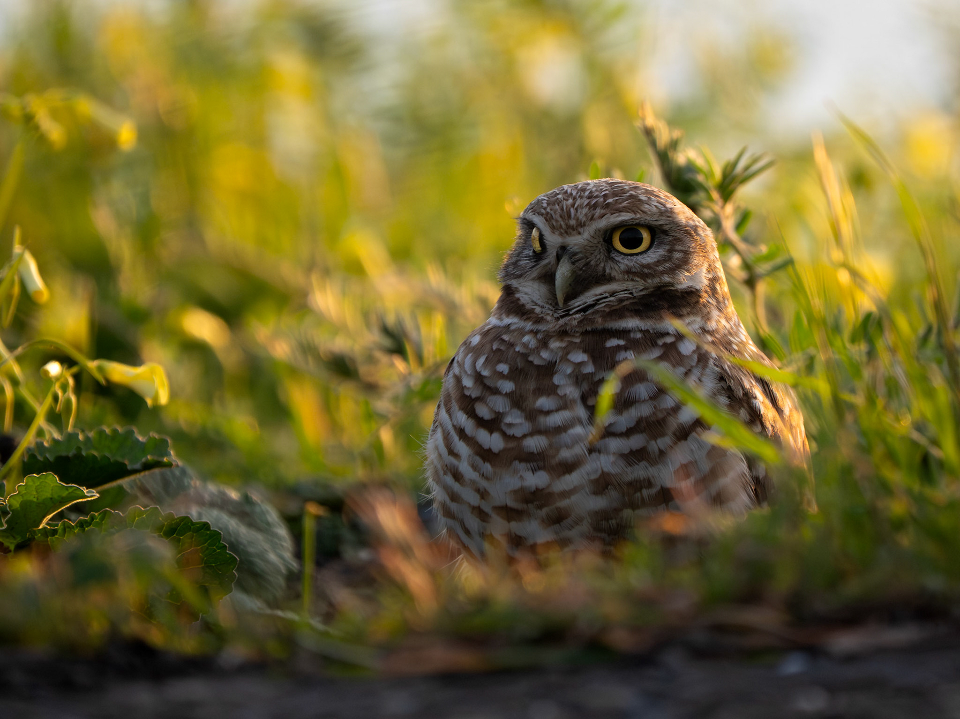 Burrowing Owl