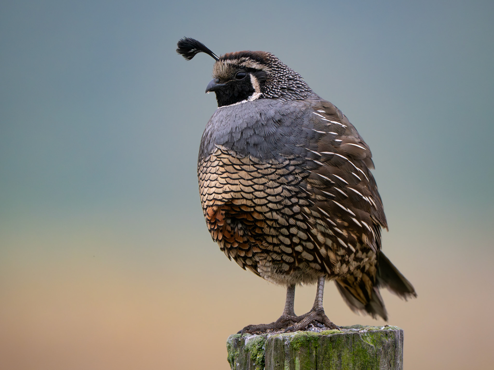 California Quail