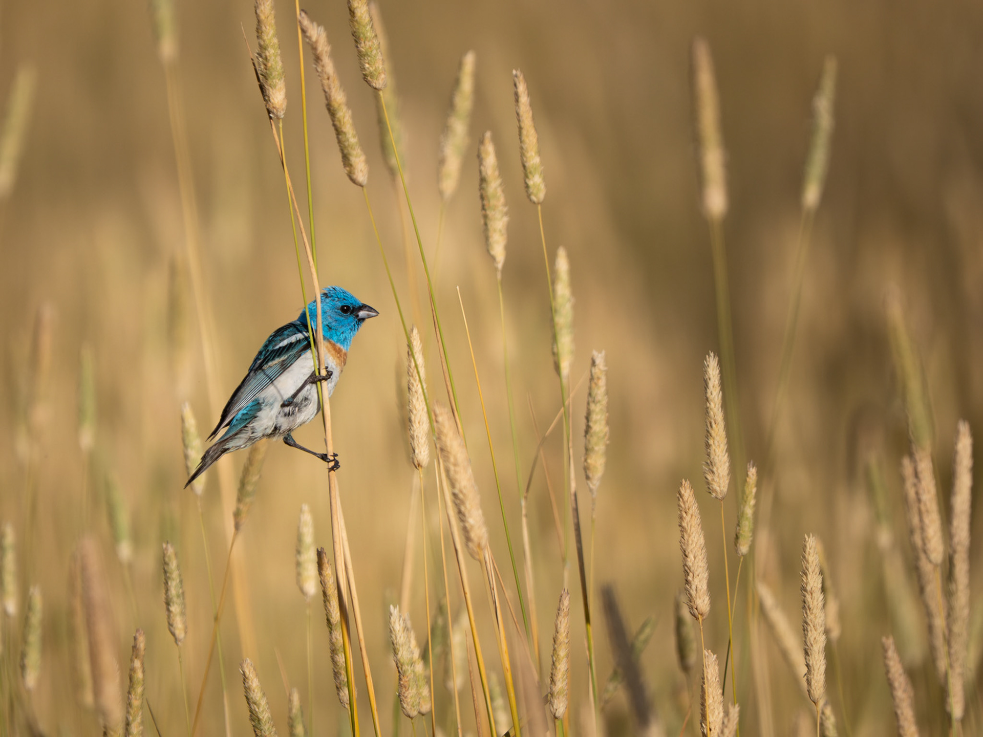 Lazuli Bunting