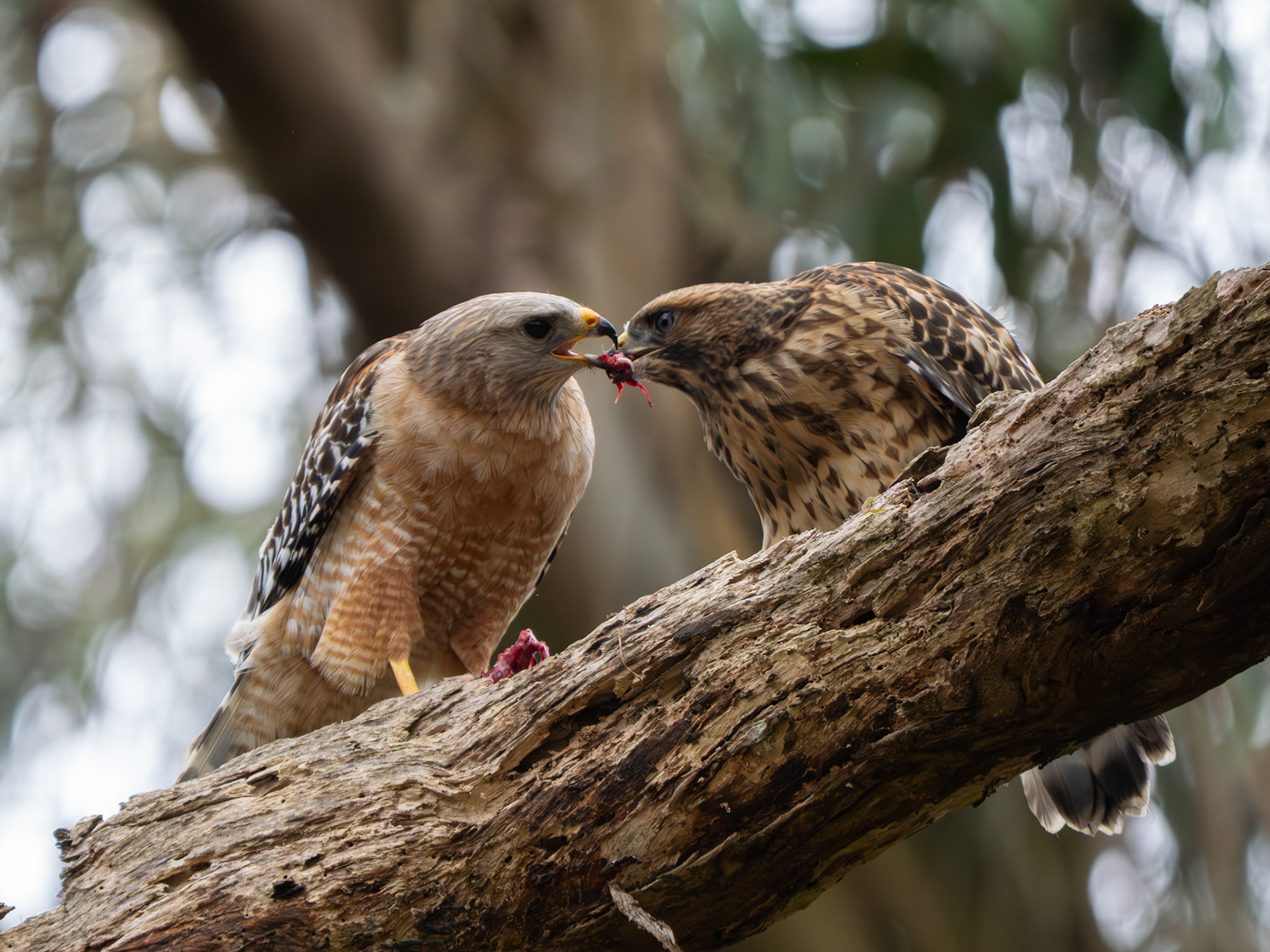 Red-shouldered Hawk