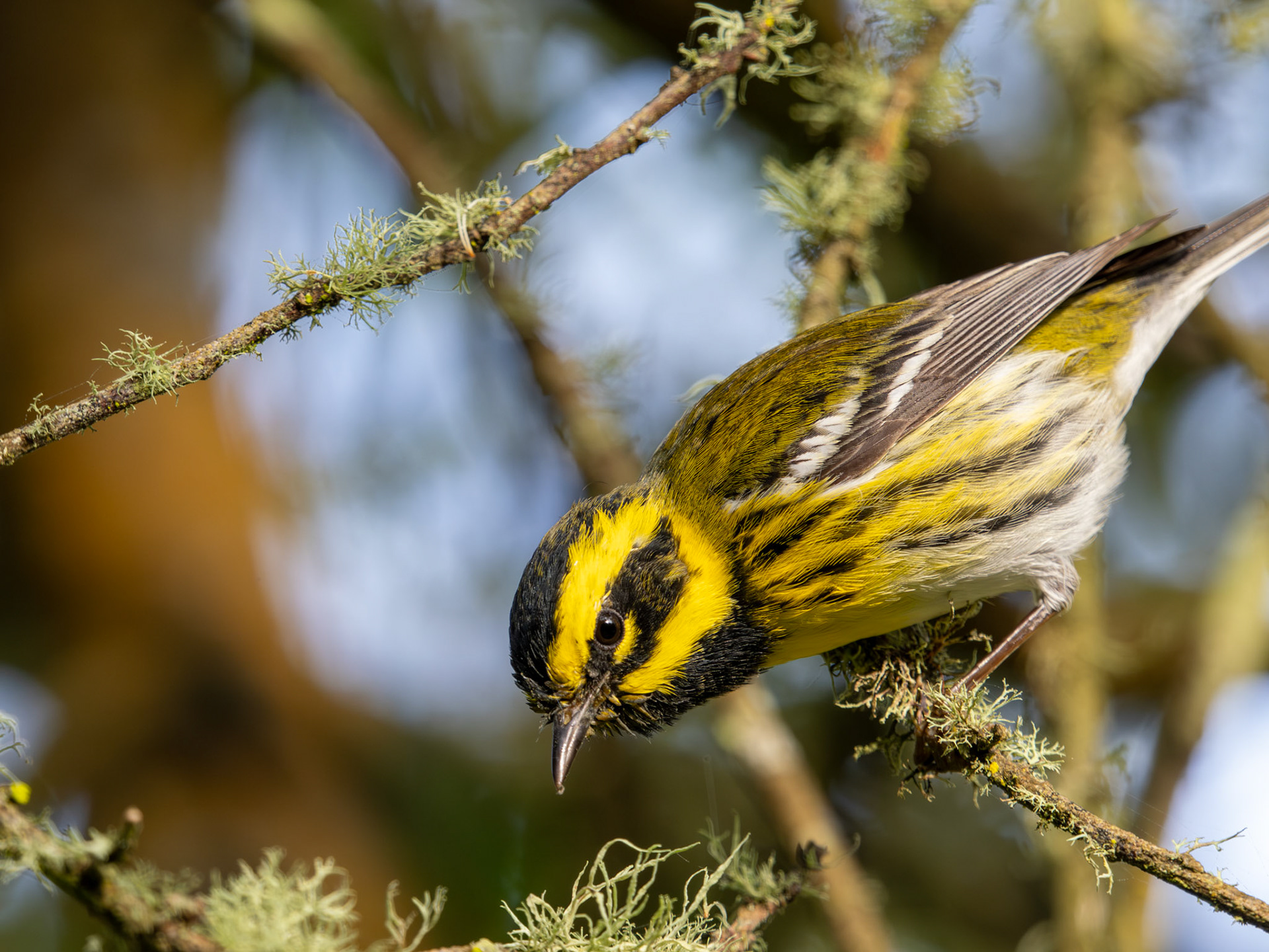 Townsend's Warbler