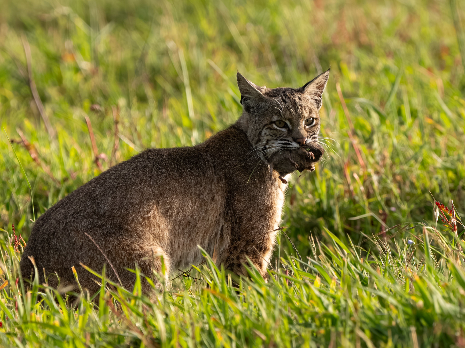 Bobcat