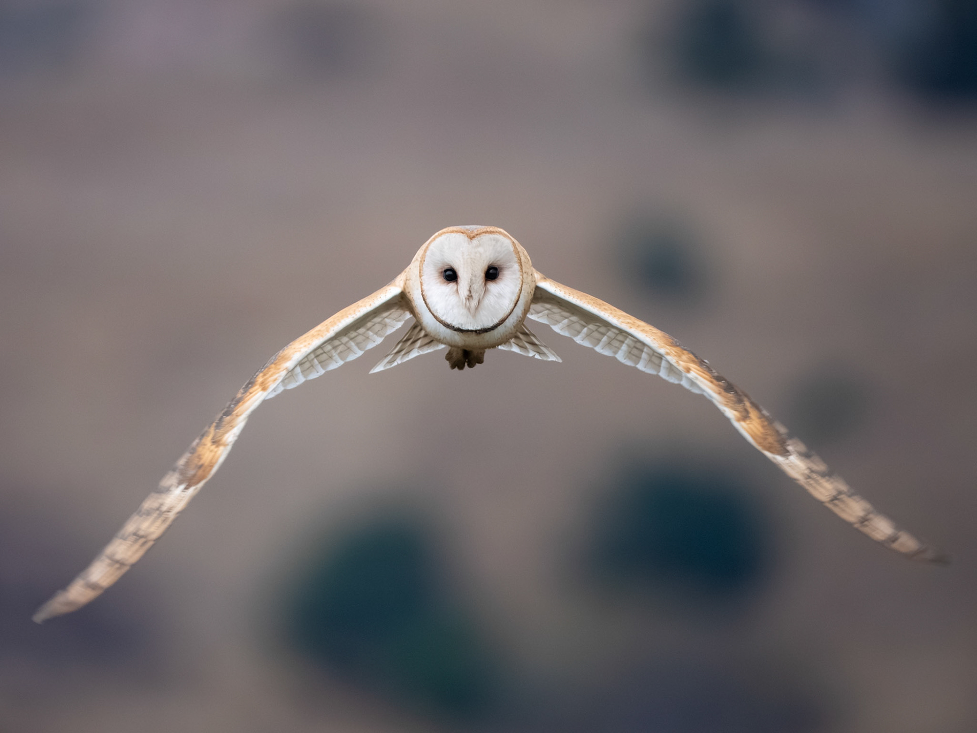 American Barn Owl