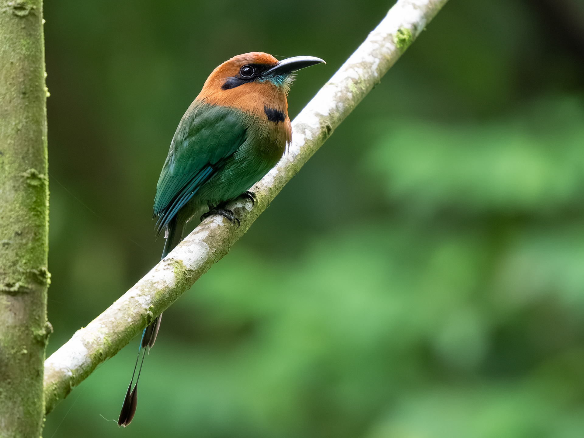 Broad-billed Motmot