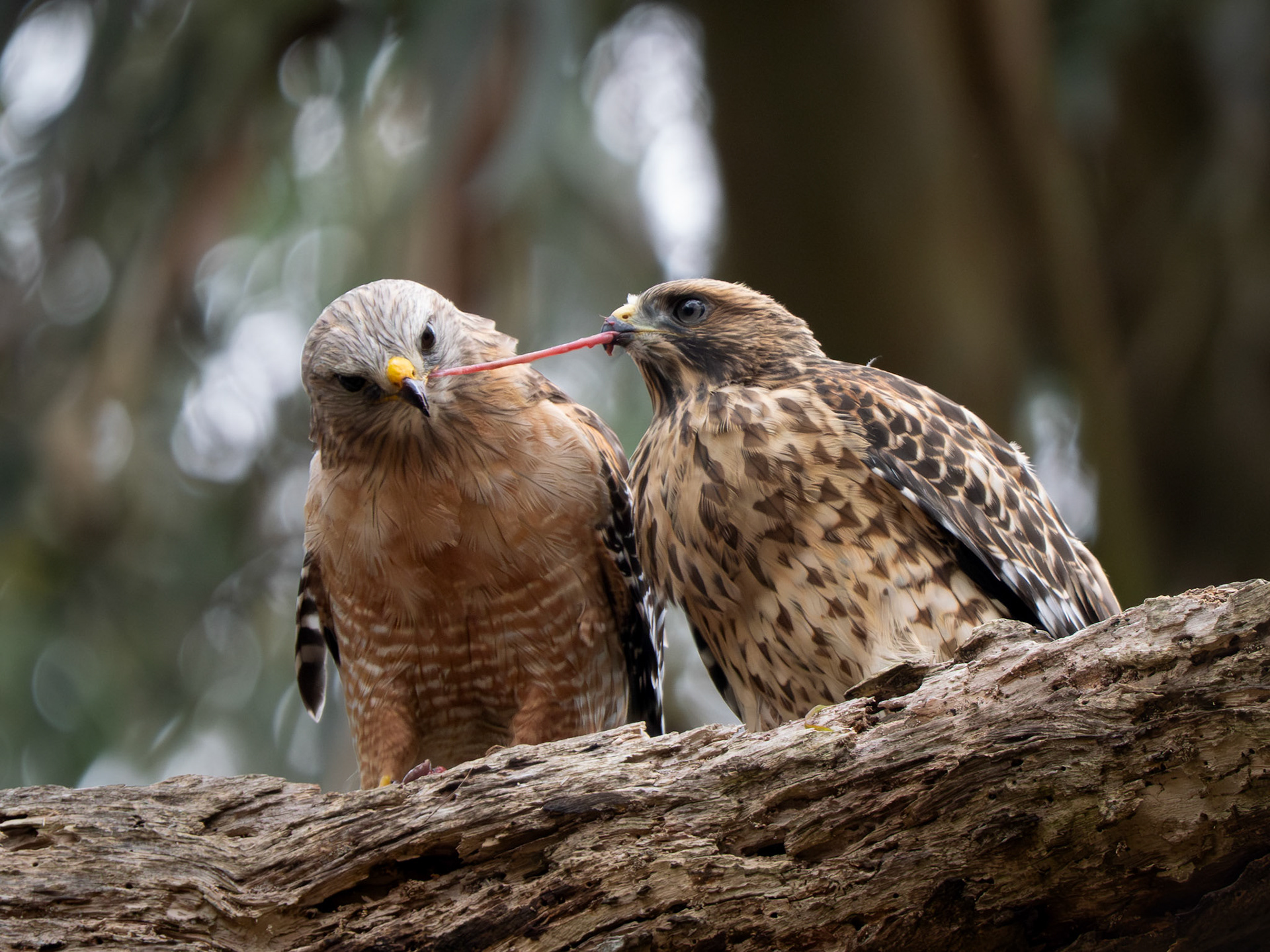 Red-Shouldered Hawks