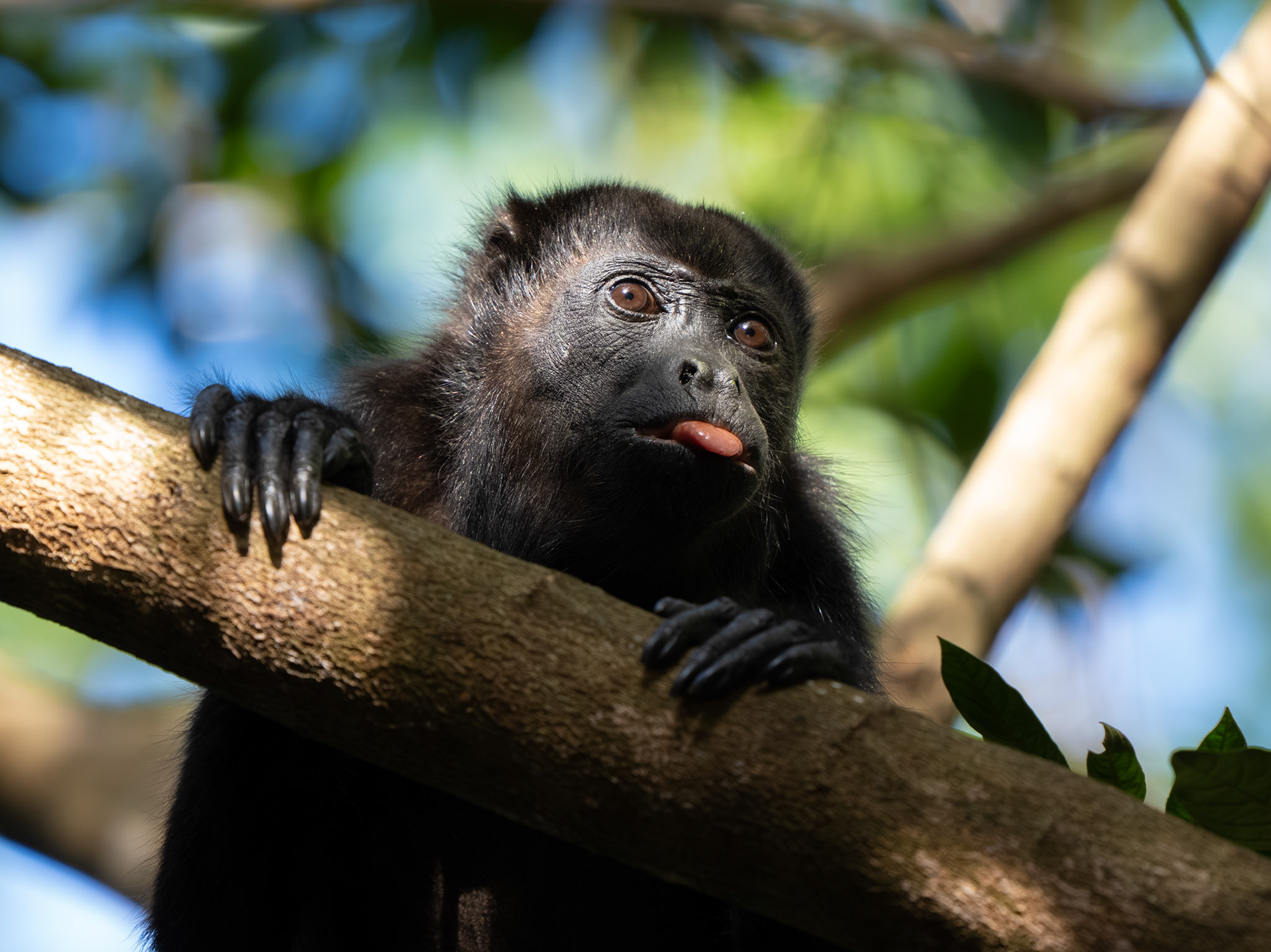 Howler Monkey