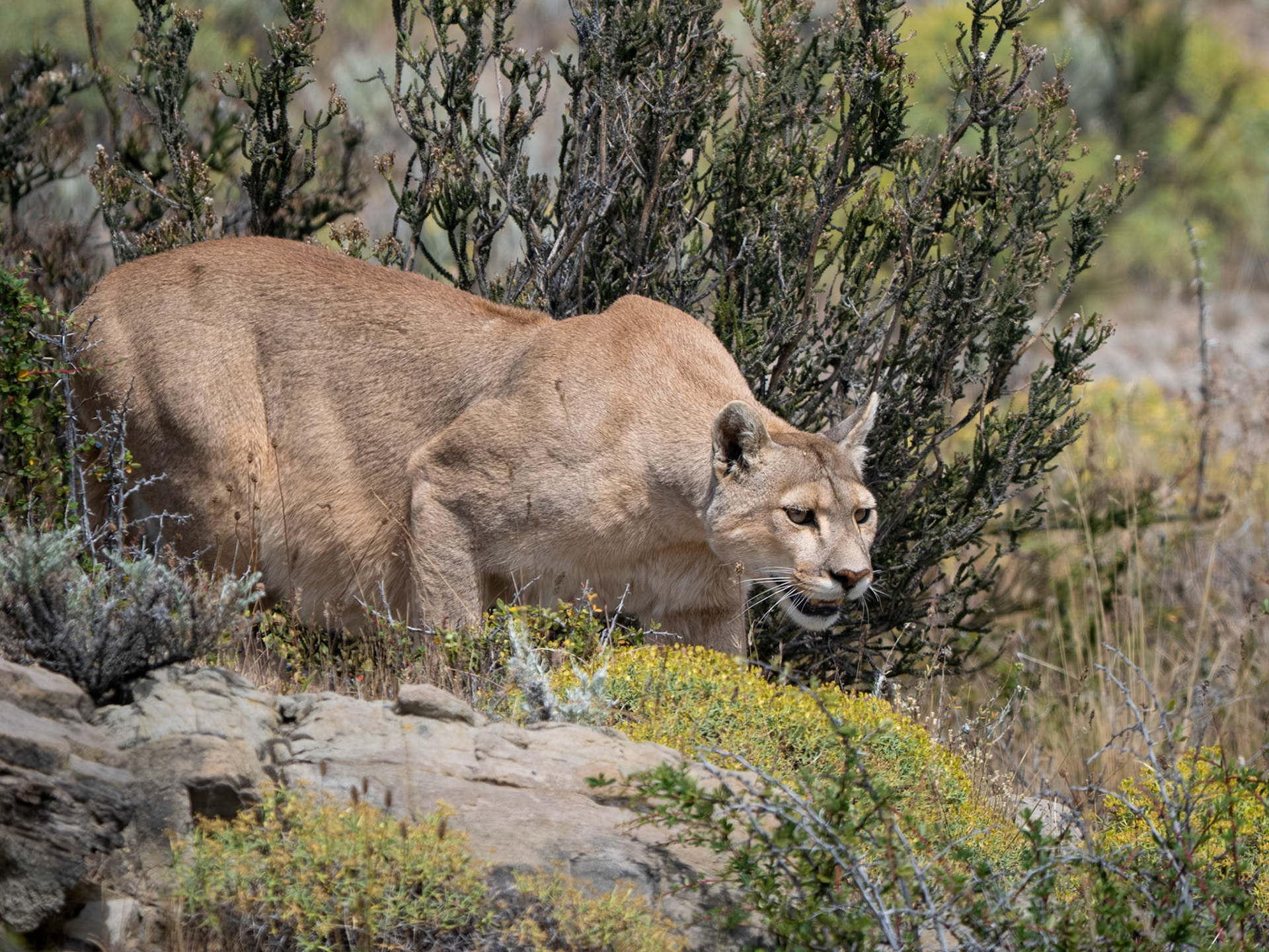 Puma