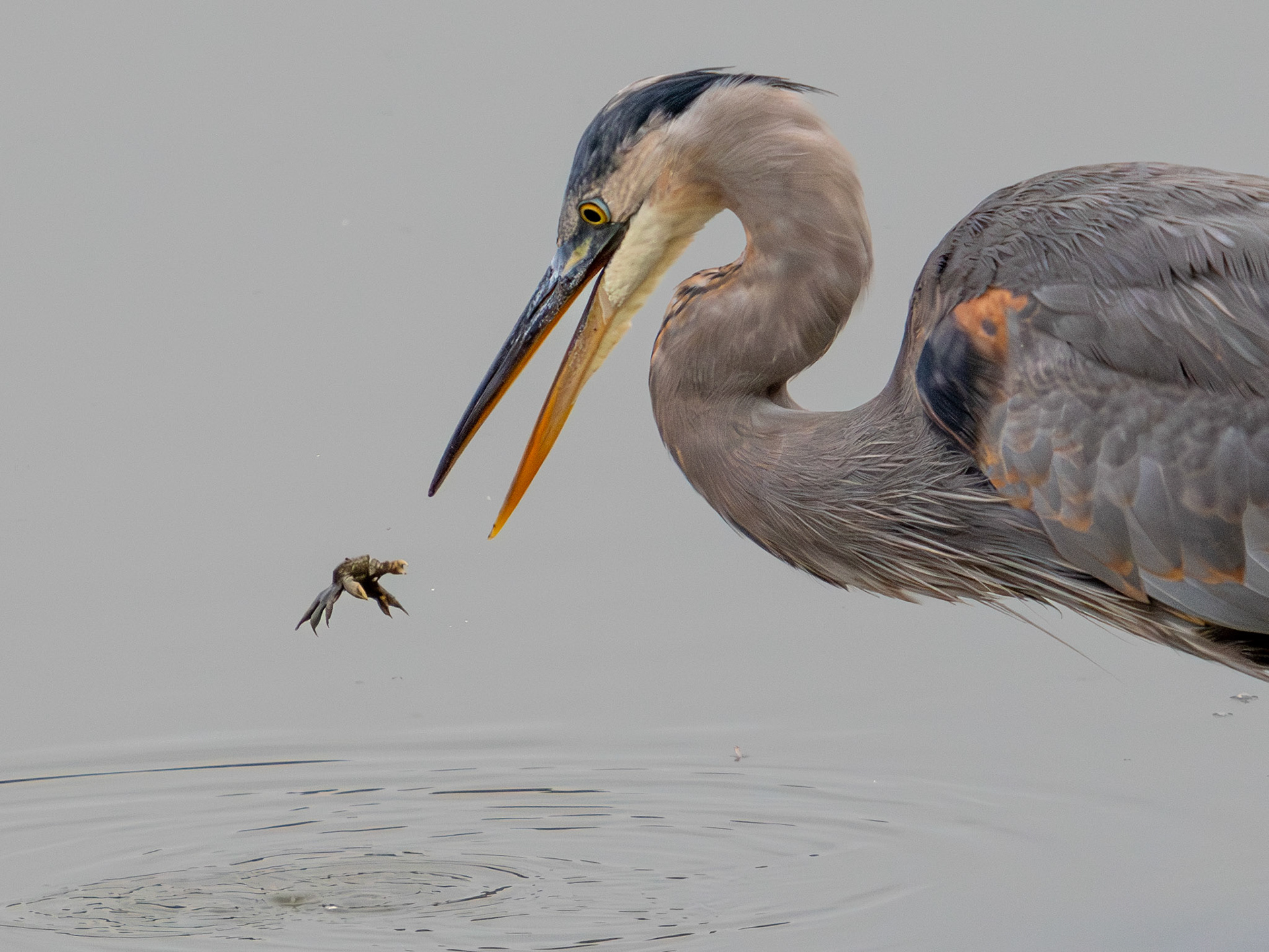 Great Blue Heron