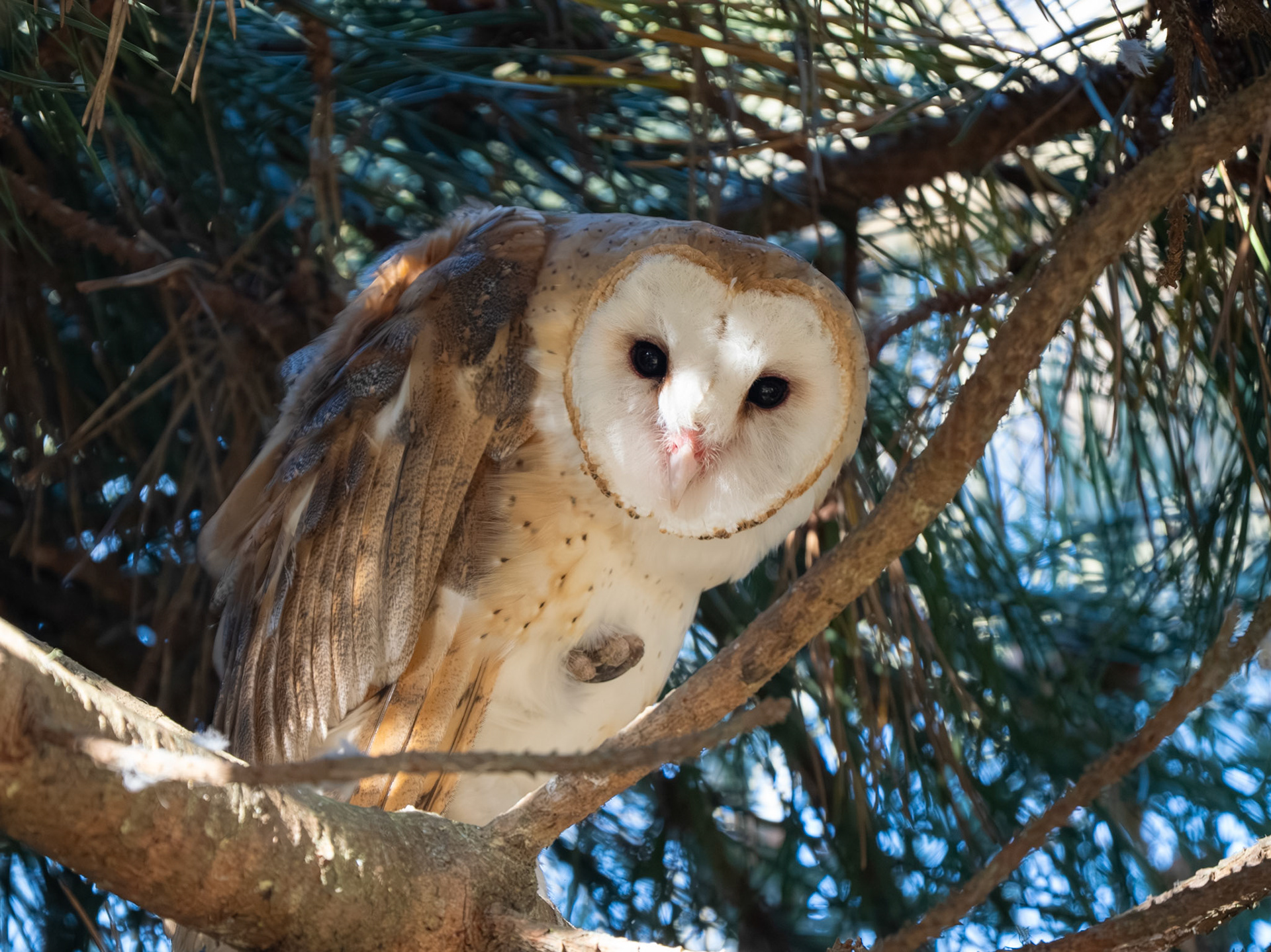 Barn Owl