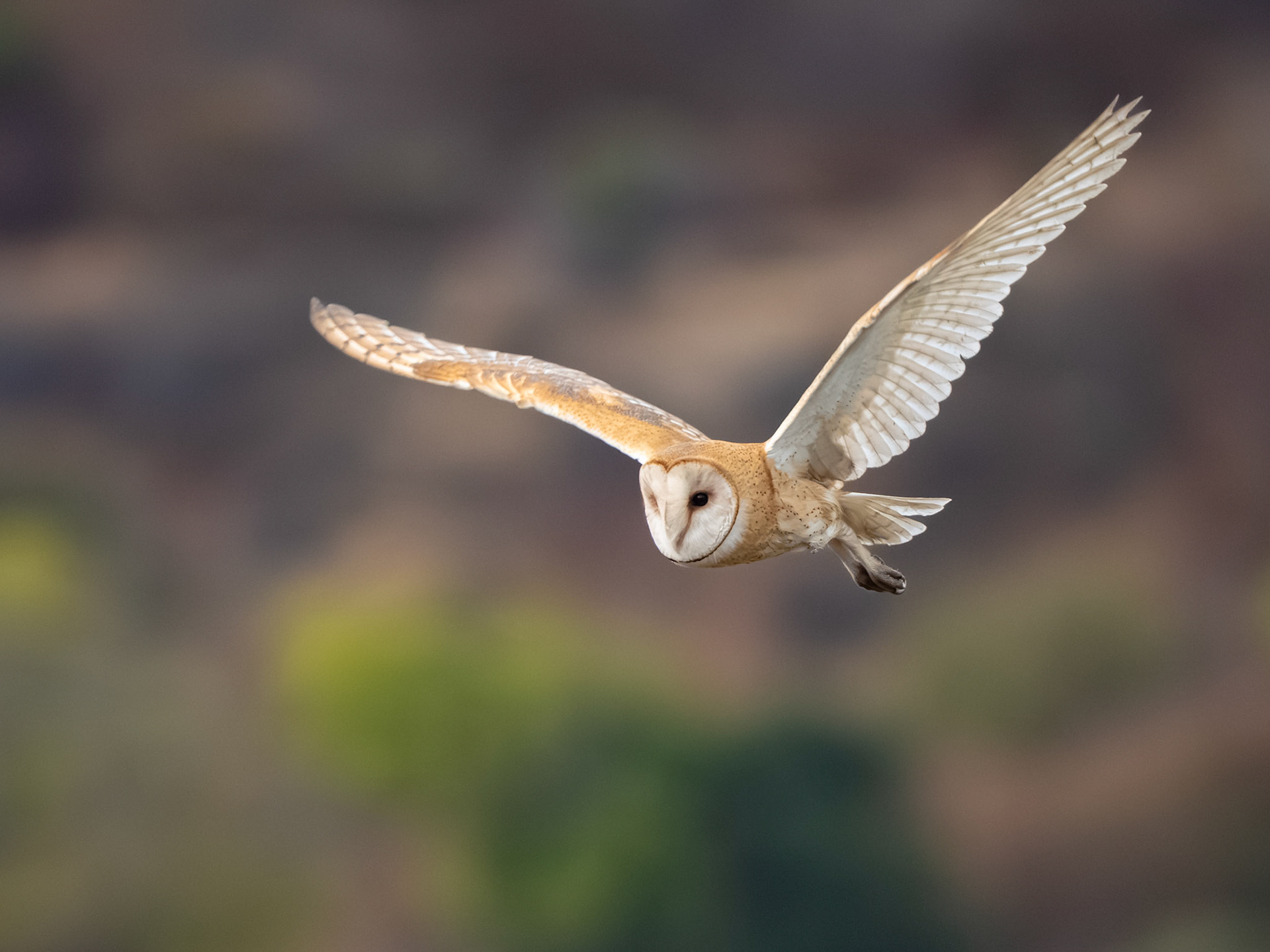 Barn Owl
